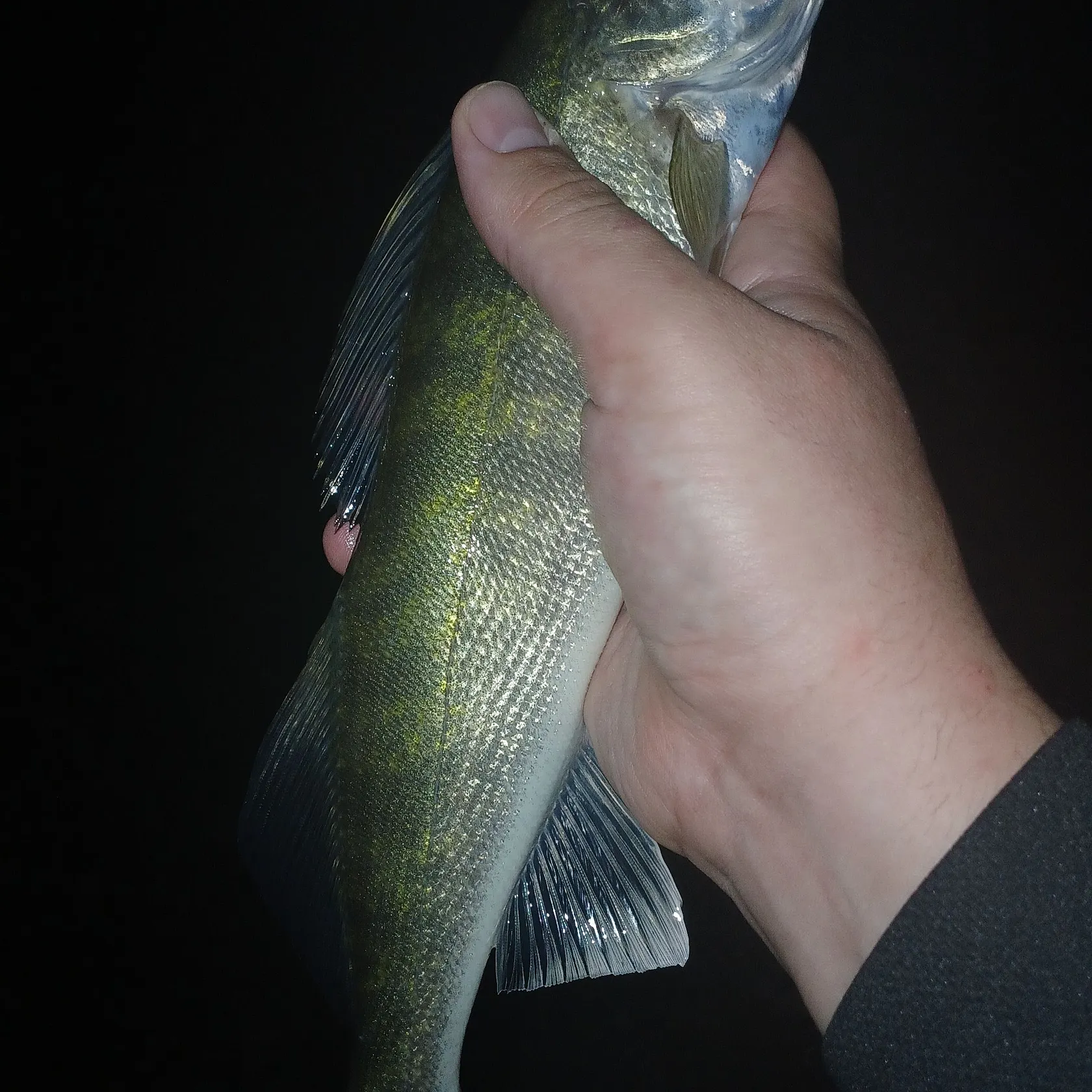 Walleye caught on Fishbrain