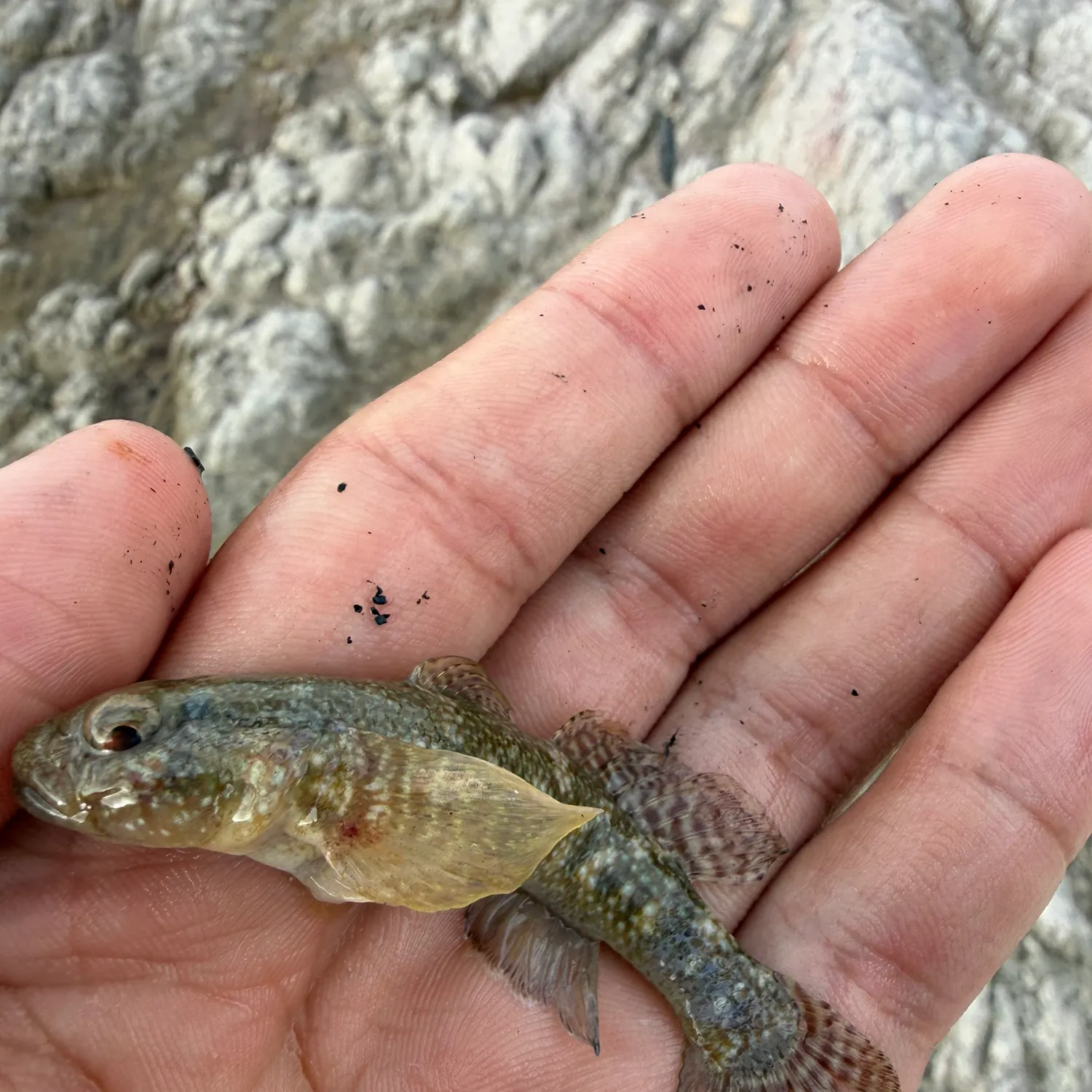 The most recent Round goby catches on Fishbrain