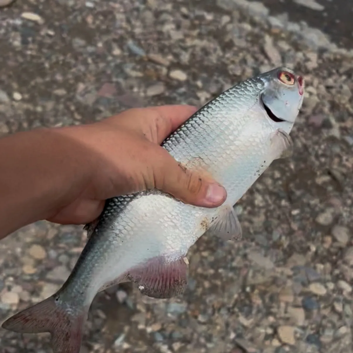 Goldeye caught on Fishbrain