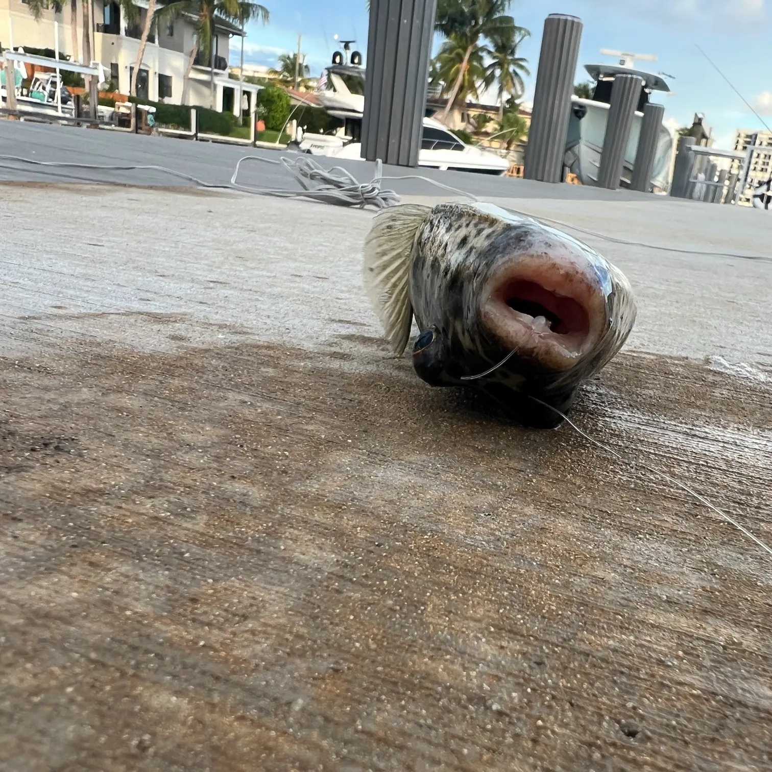 The most recent Checkered puffer catches on Fishbrain