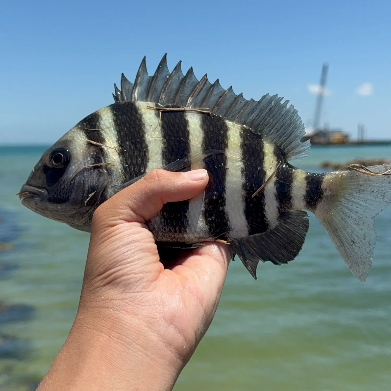 The most recent Sheepshead catches on Fishbrain