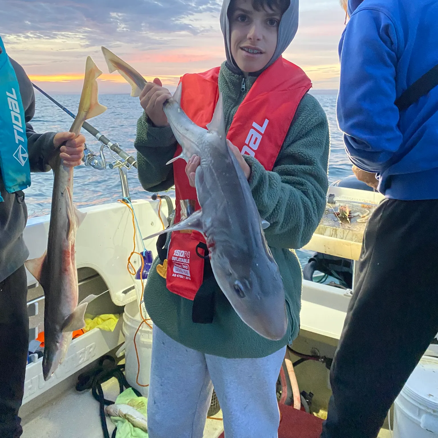 The most recent Gummy shark catches on Fishbrain