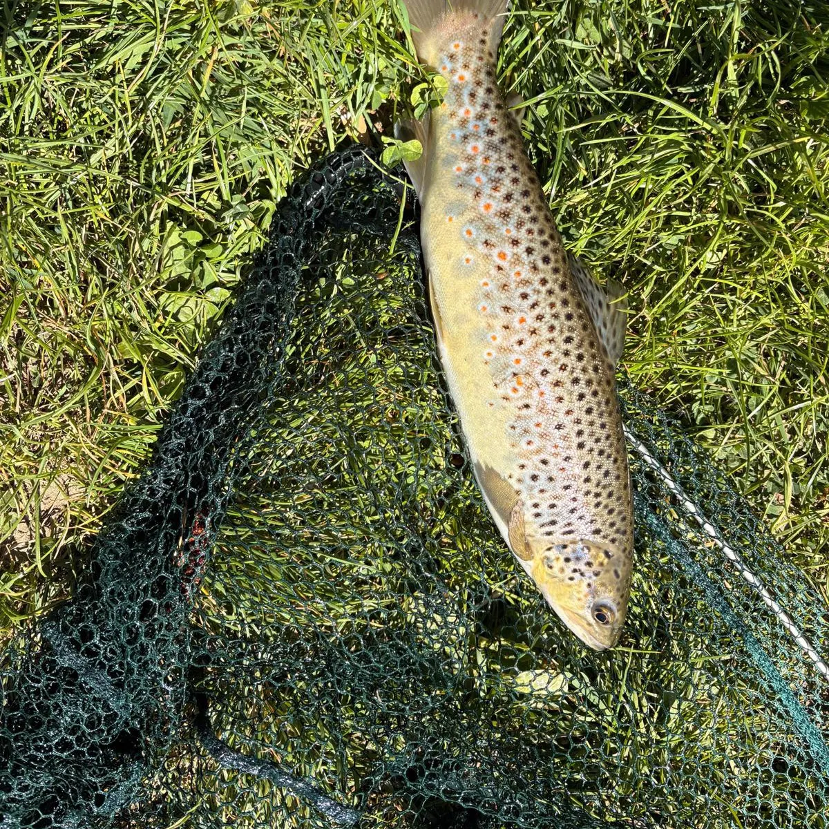 Brown trout caught on Fishbrain