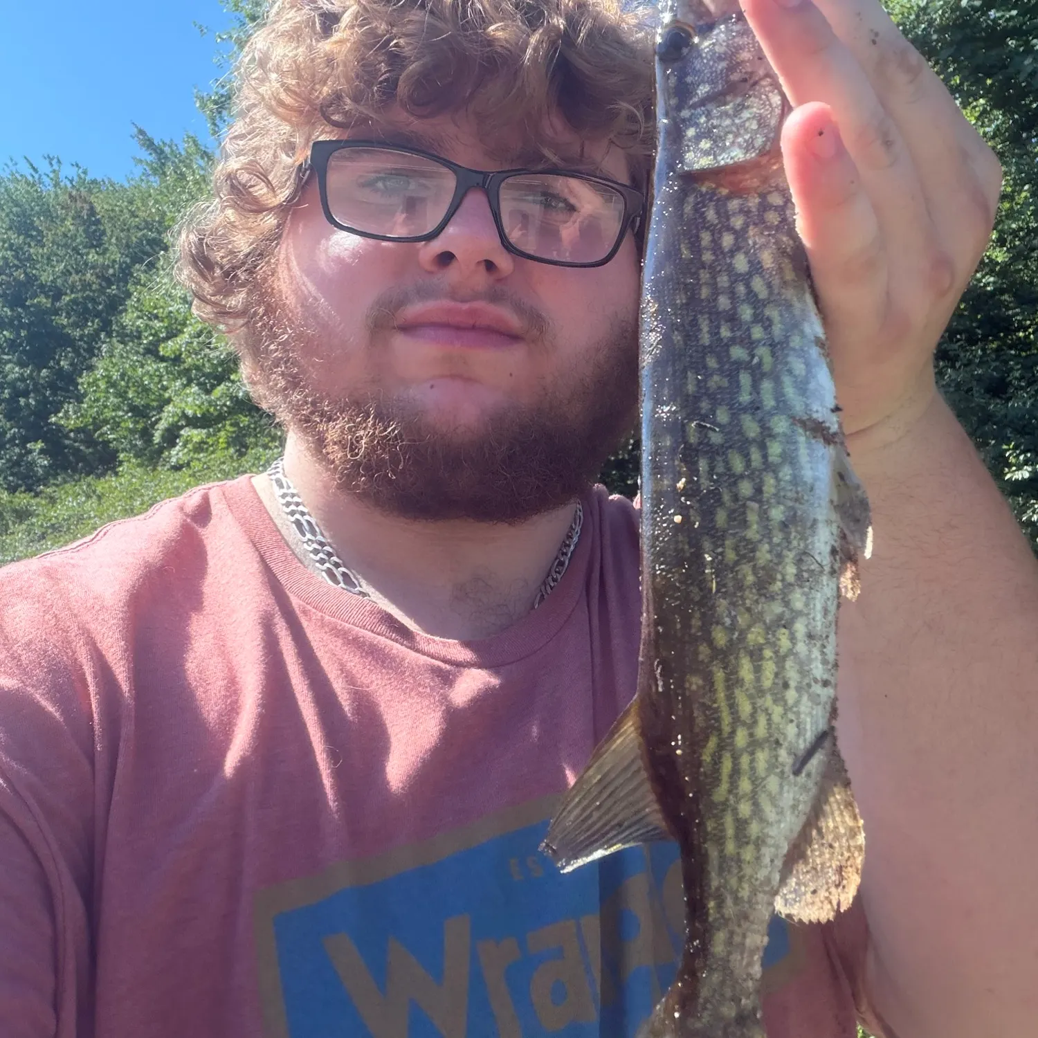 Chain pickerel caught on Fishbrain
