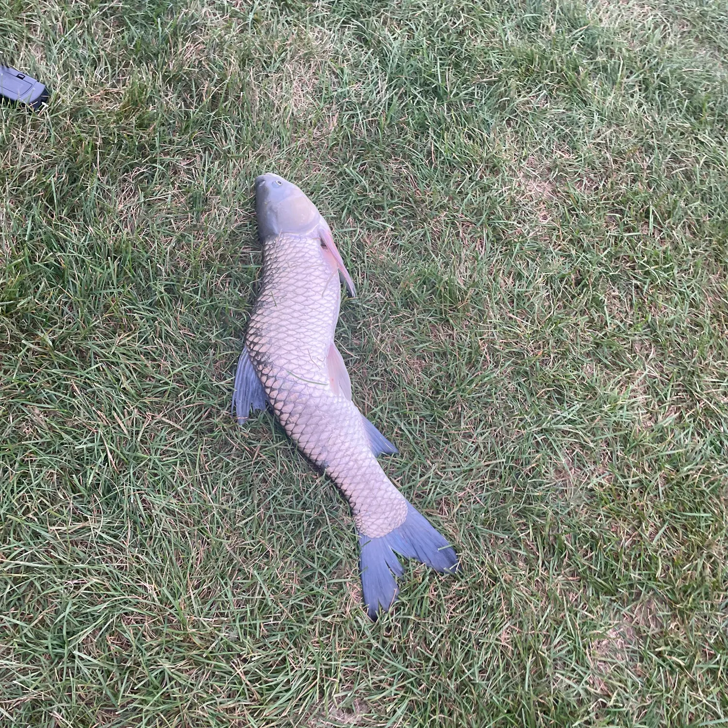 Grass carp caught on Fishbrain