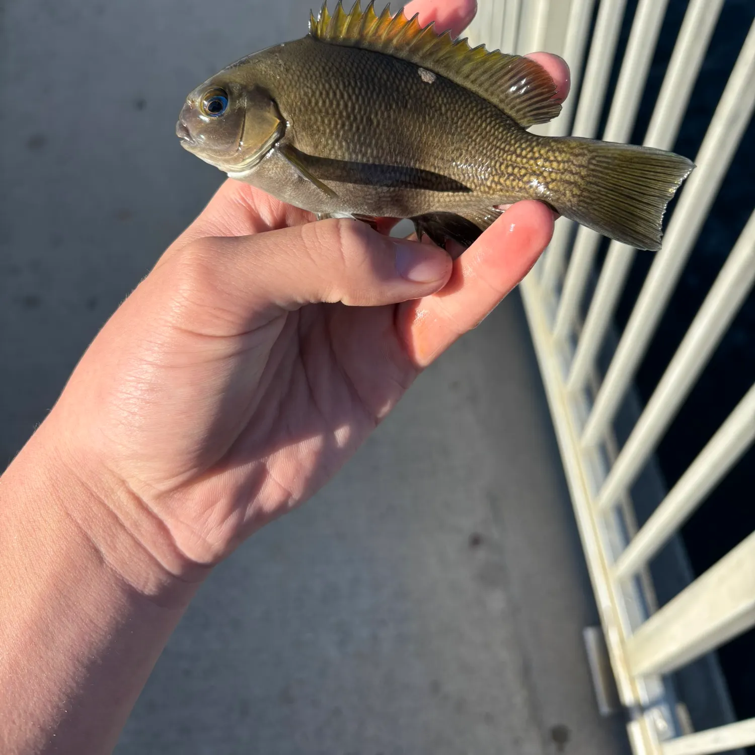 The most recent Opaleye catches on Fishbrain