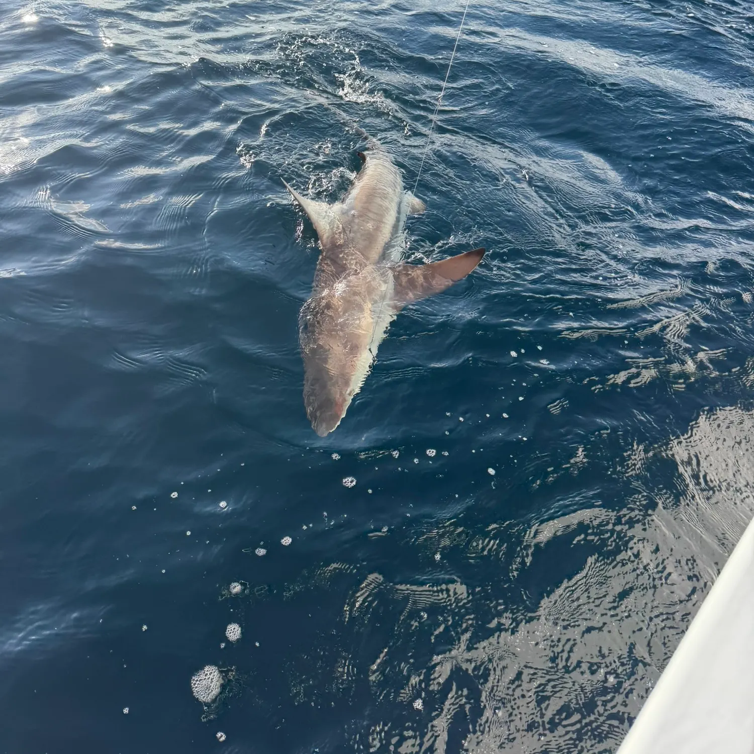 Blacktip shark caught on Fishbrain