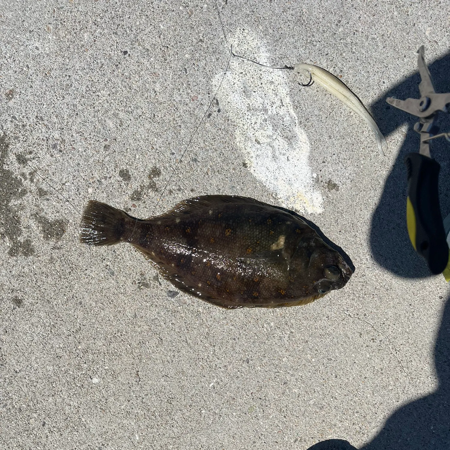 The most recent Flathead flounder catches on Fishbrain