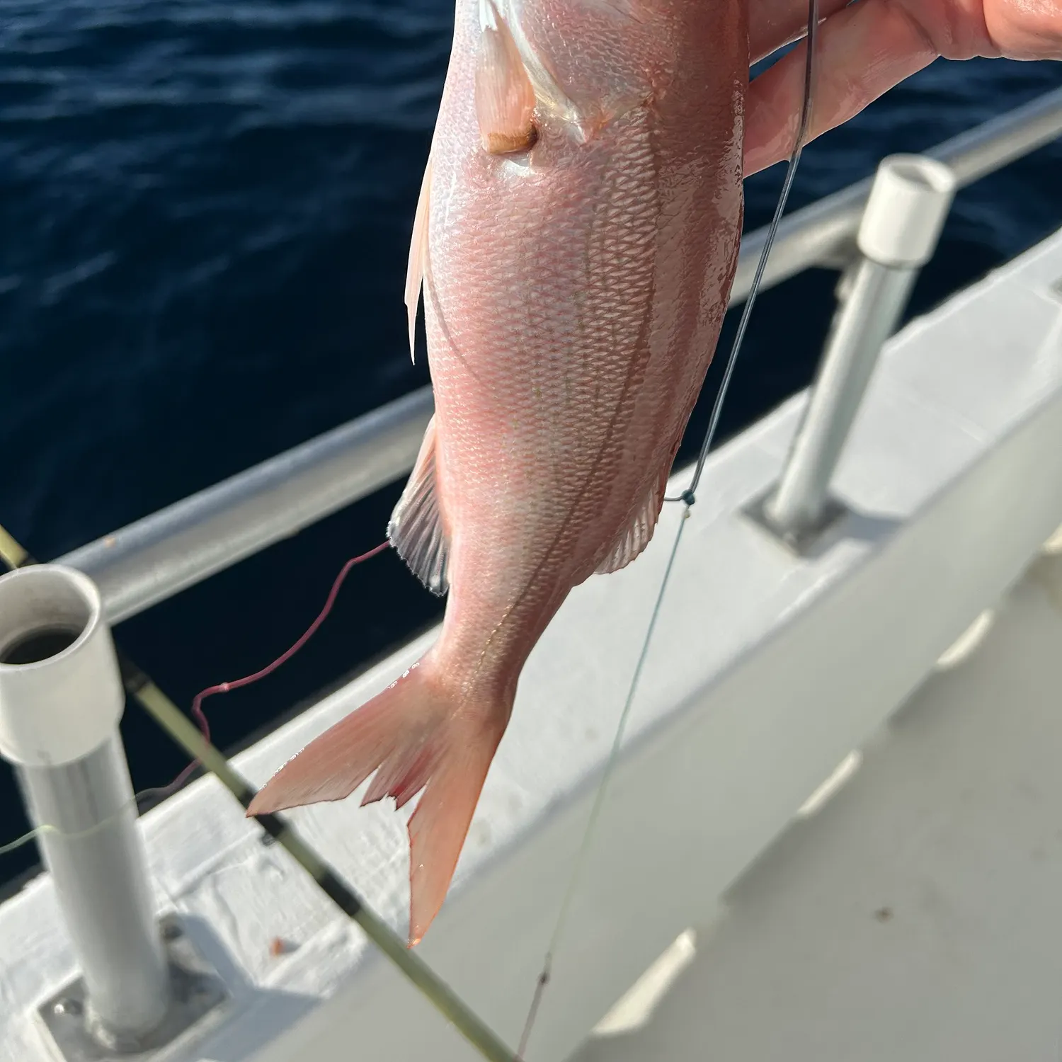 The most recent Vermilion snapper catches on Fishbrain