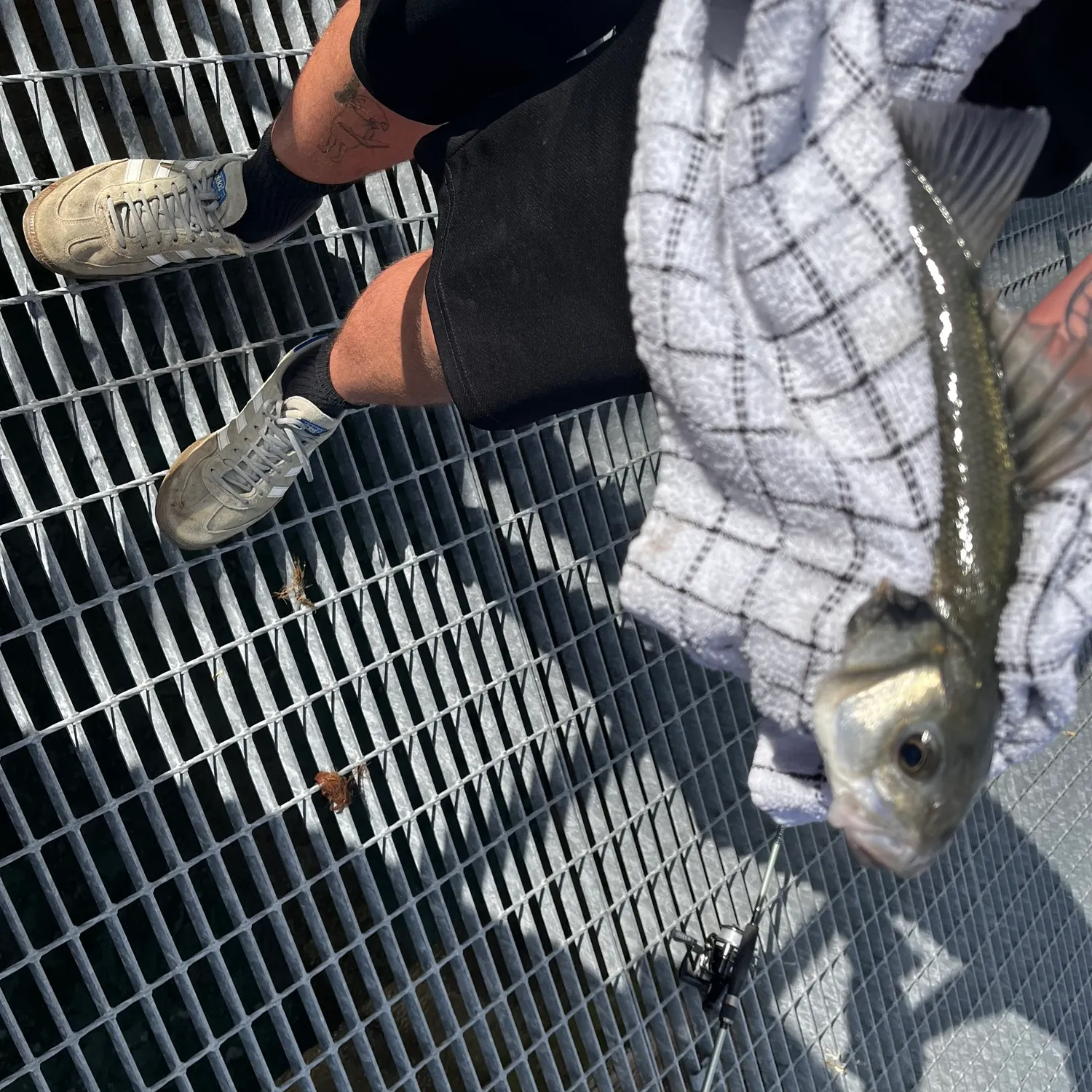The most recent Blackfin seabass catches on Fishbrain