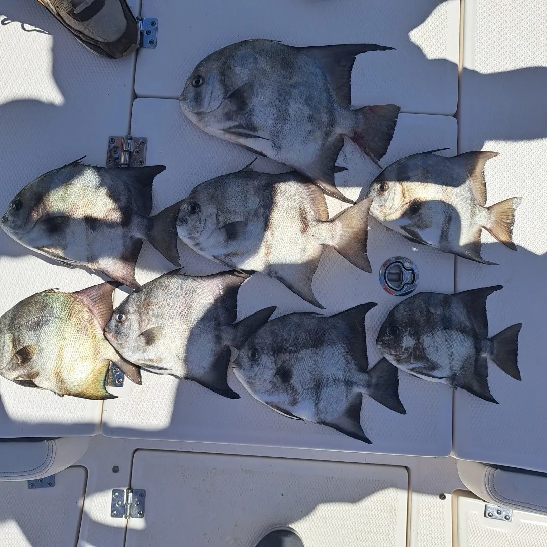 Atlantic spadefish caught on Fishbrain