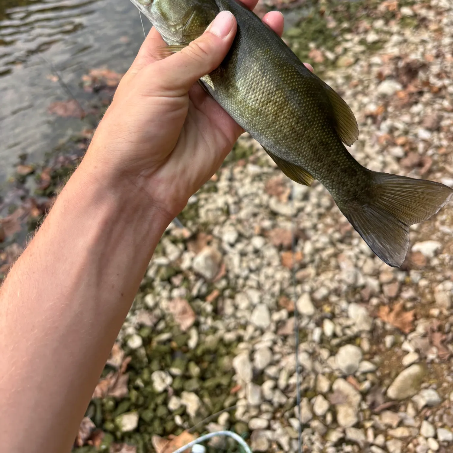 Smallmouth bass caught on Fishbrain