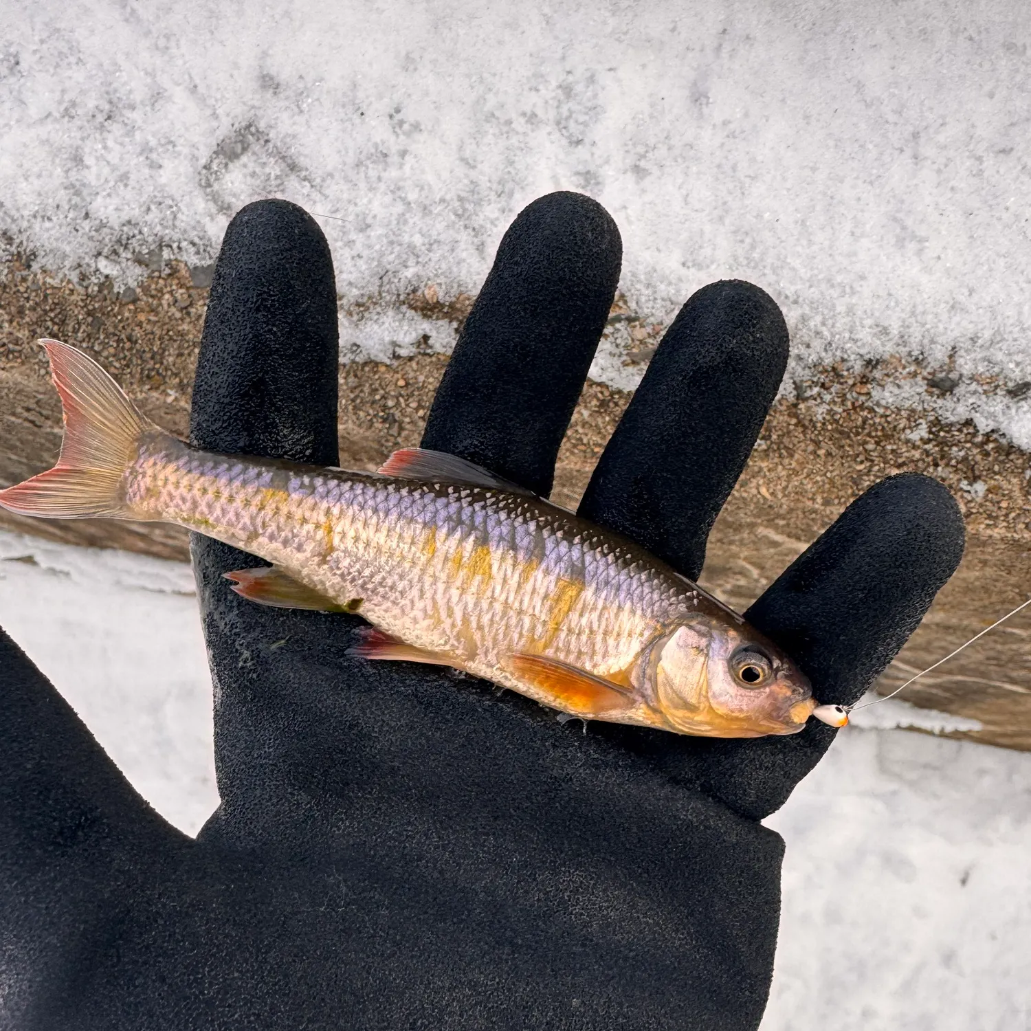 The most recent Common shiner catches on Fishbrain