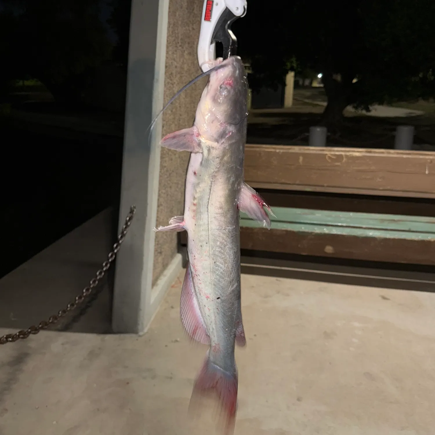 Blue catfish caught on Fishbrain