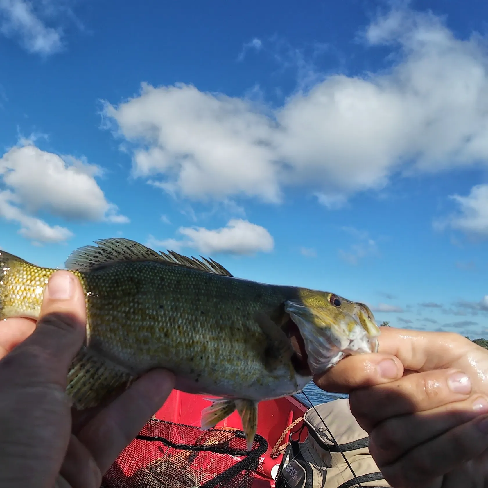 Smallmouth bass caught on Fishbrain