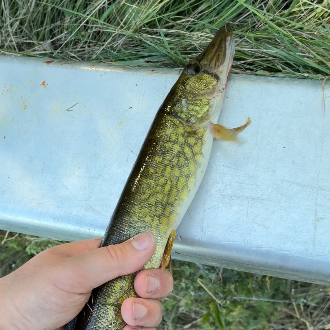 Chain pickerel caught on Fishbrain