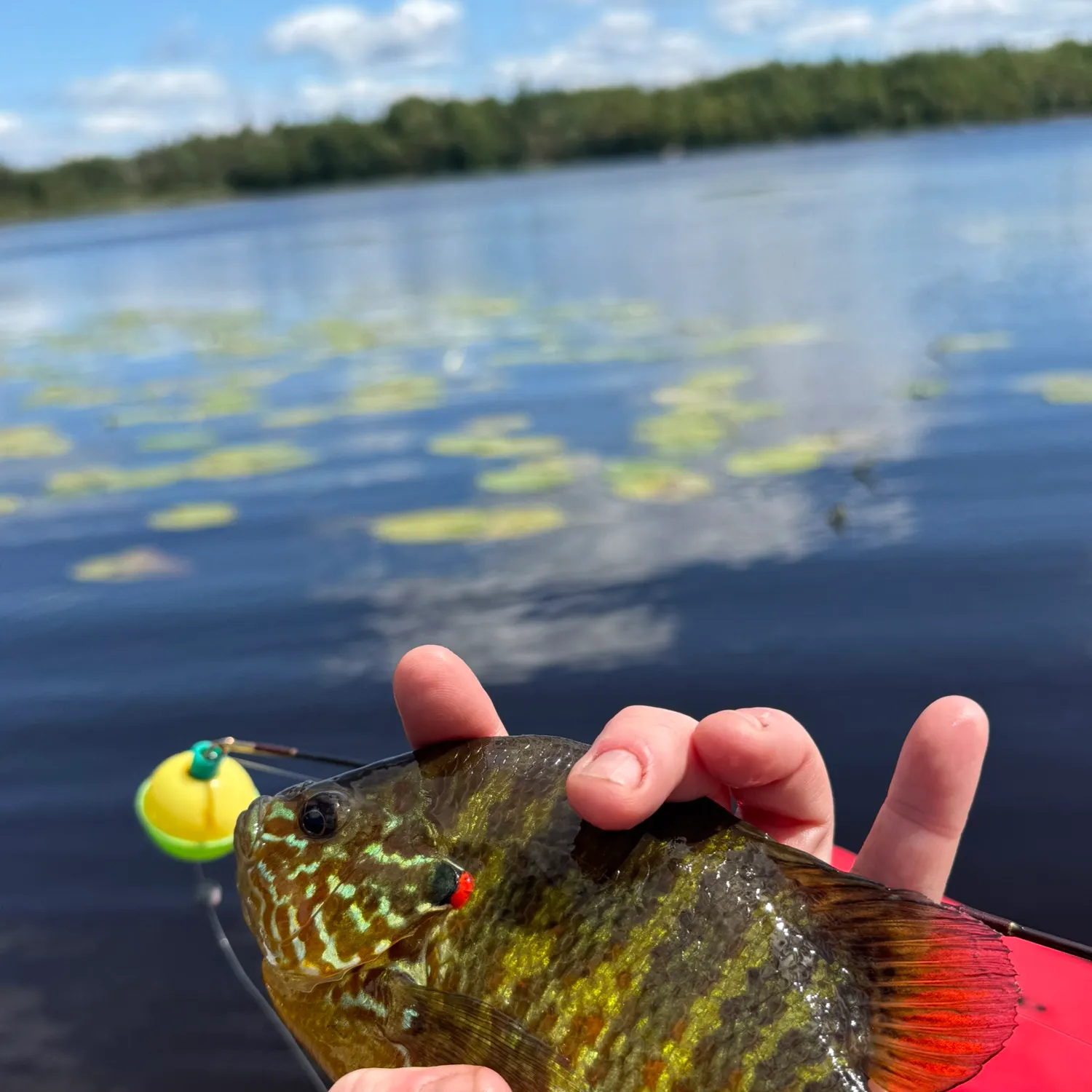 Pumpkinseed caught on Fishbrain