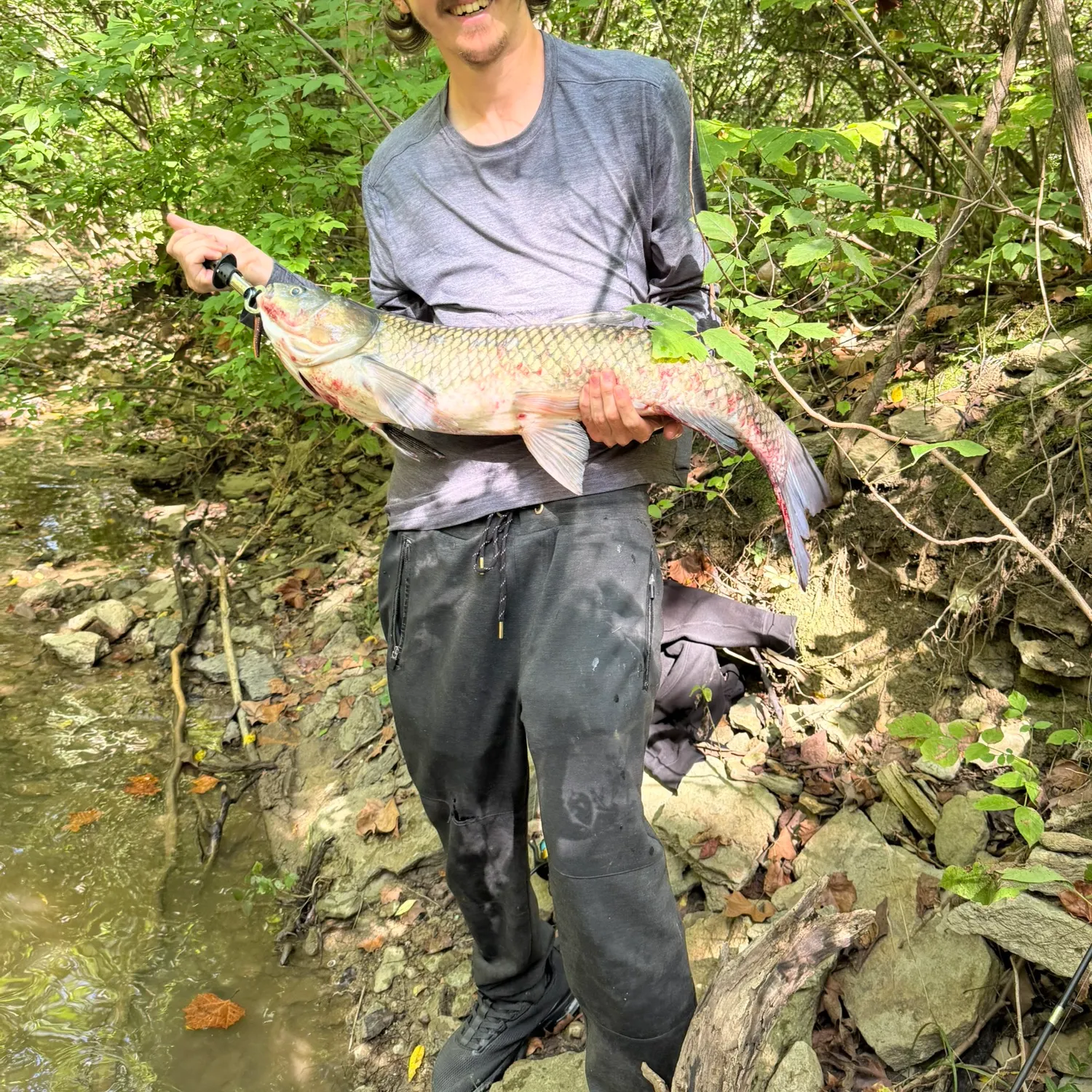 Grass carp caught on Fishbrain