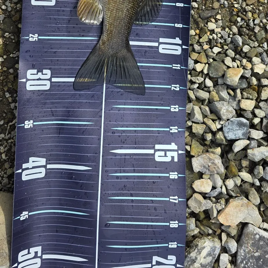 Smallmouth bass caught on Fishbrain
