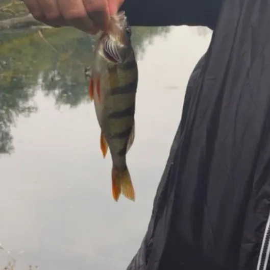 European perch caught on Fishbrain