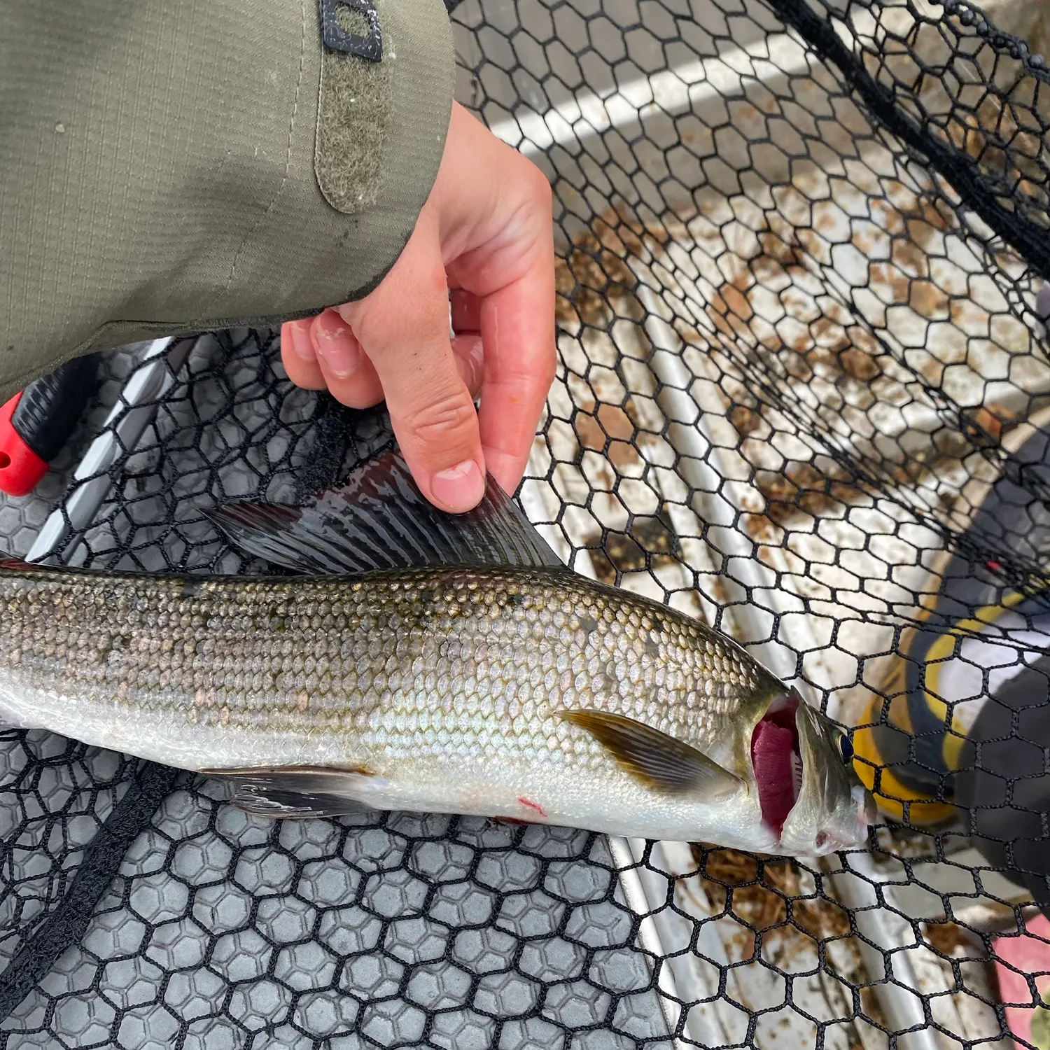 The most recent European grayling catches on Fishbrain