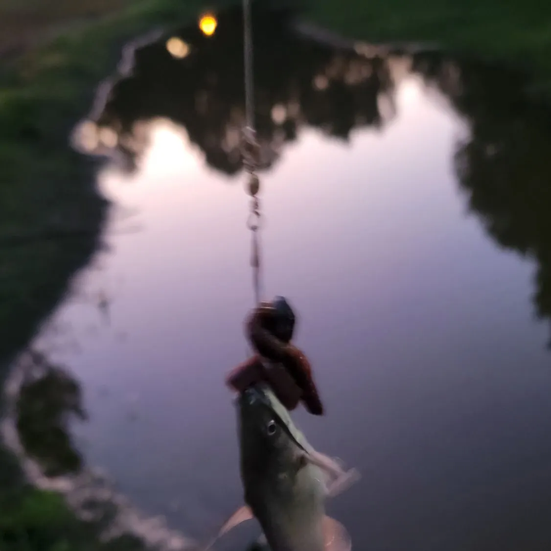Channel catfish caught on Fishbrain