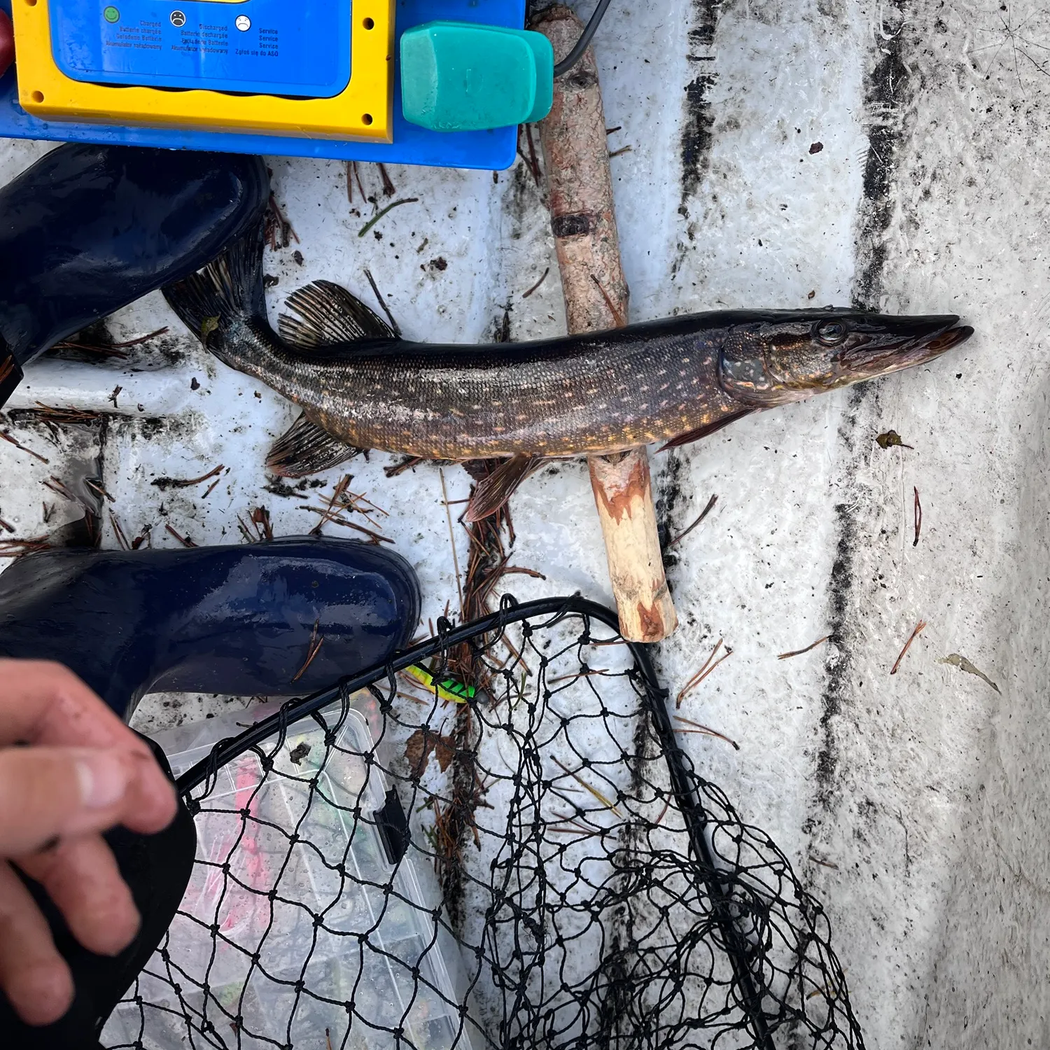Northern pike caught on Fishbrain