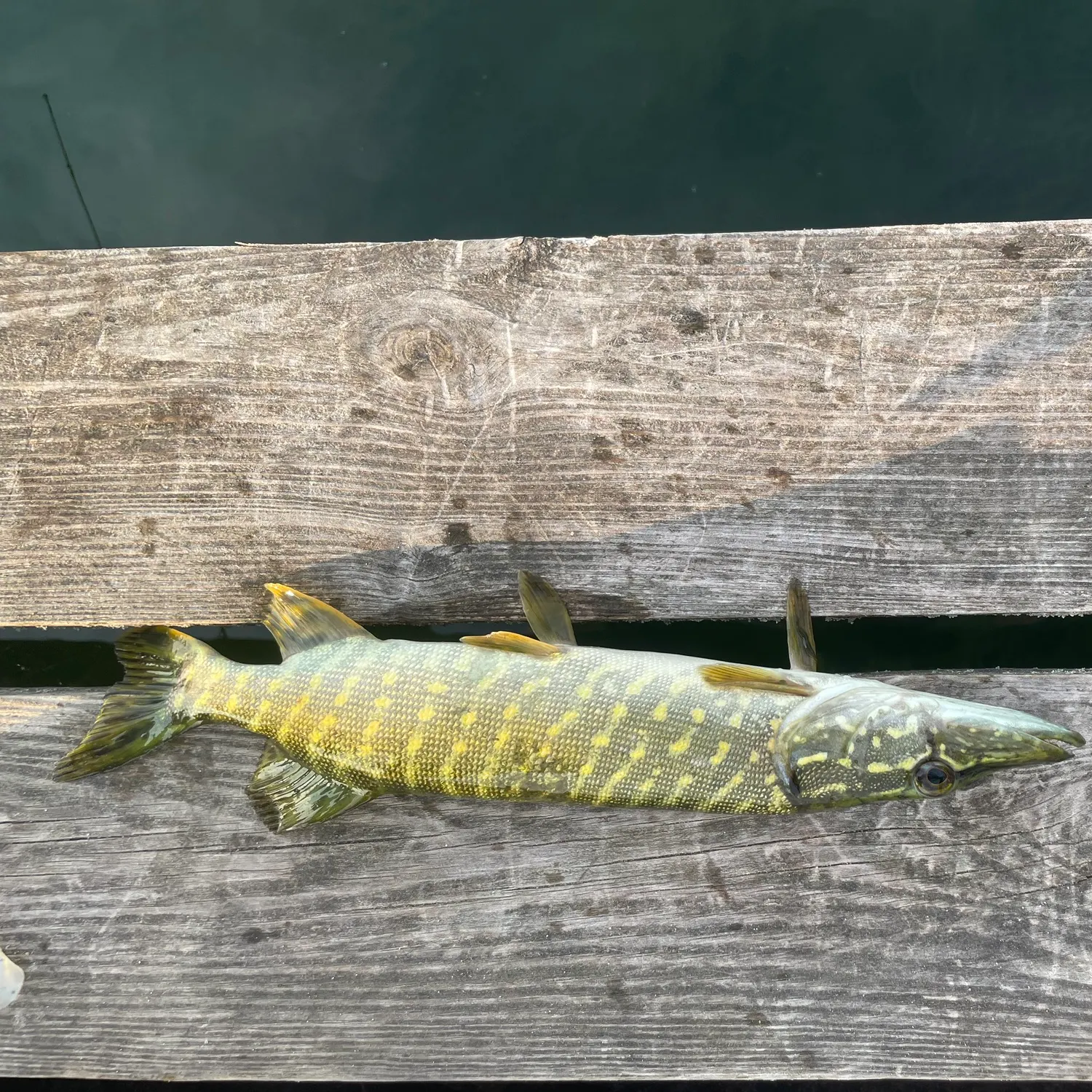 Northern pike caught on Fishbrain
