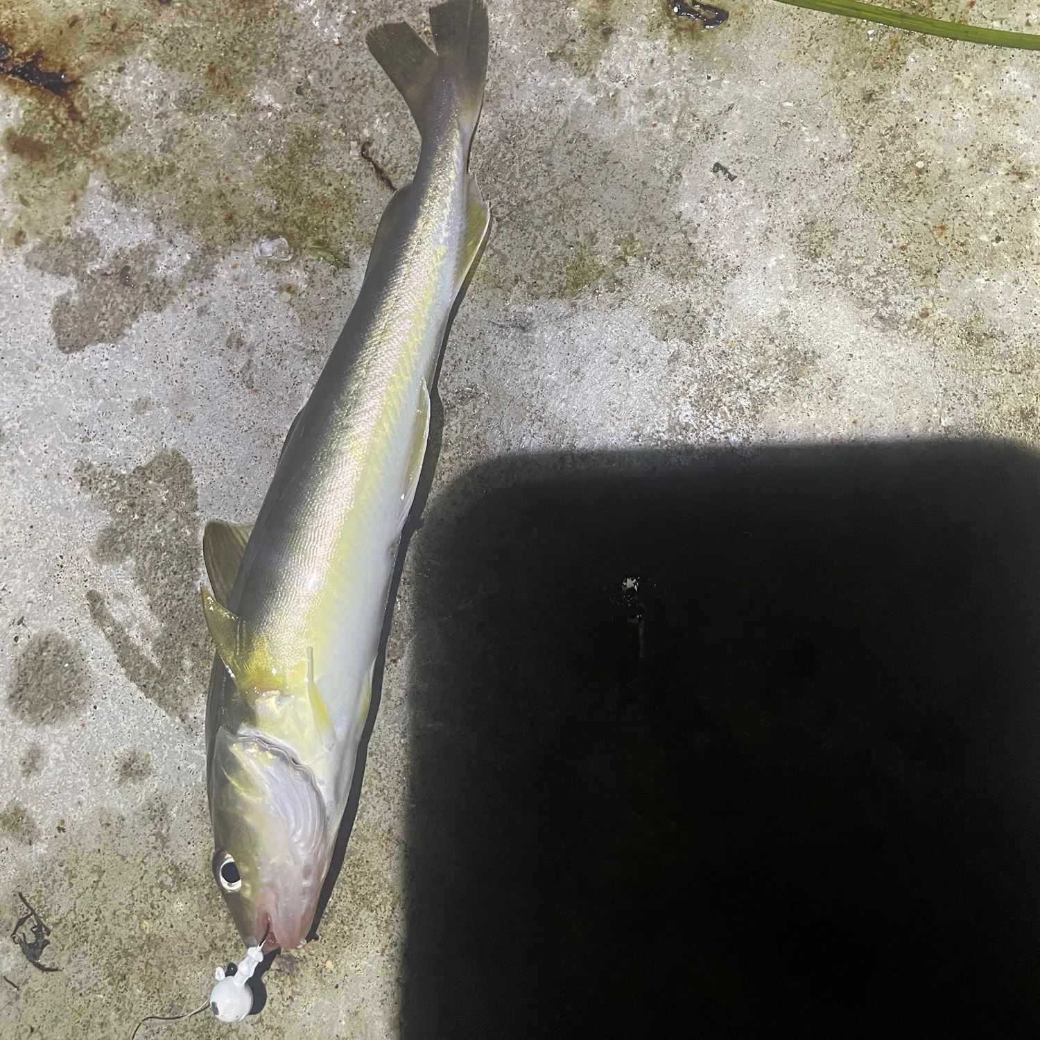 The most recent Saffron cod catches on Fishbrain