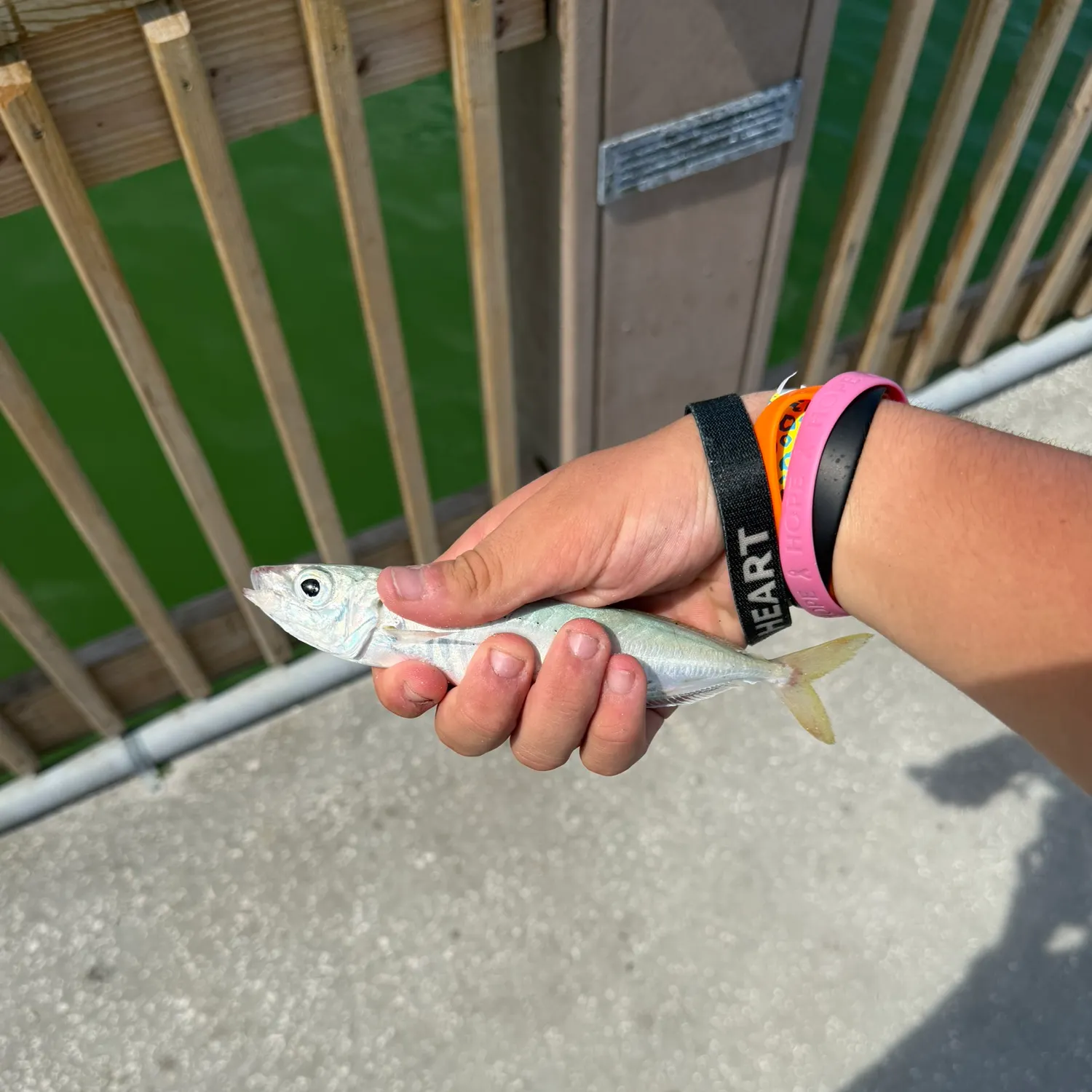 The most recent Round Scad catches on Fishbrain