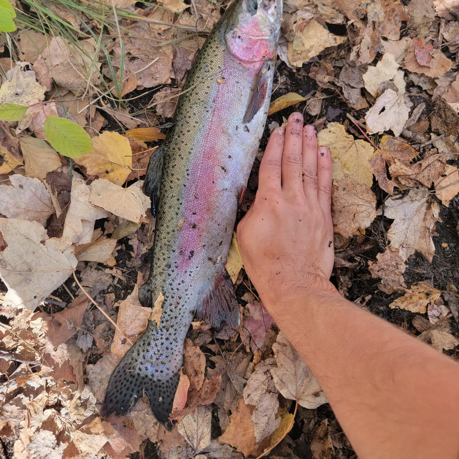 Rainbow trout caught on Fishbrain