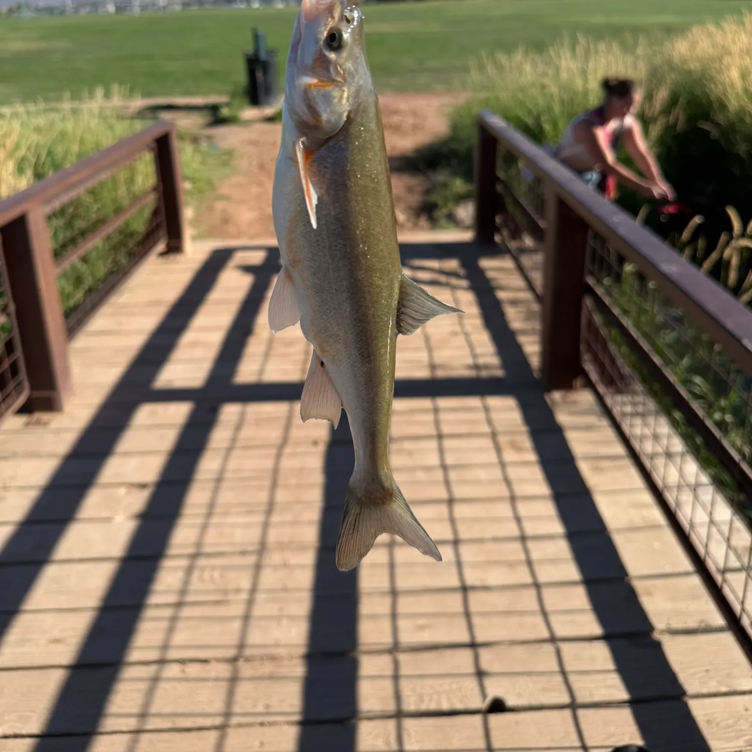 The most recent Roundtail chub catches on Fishbrain