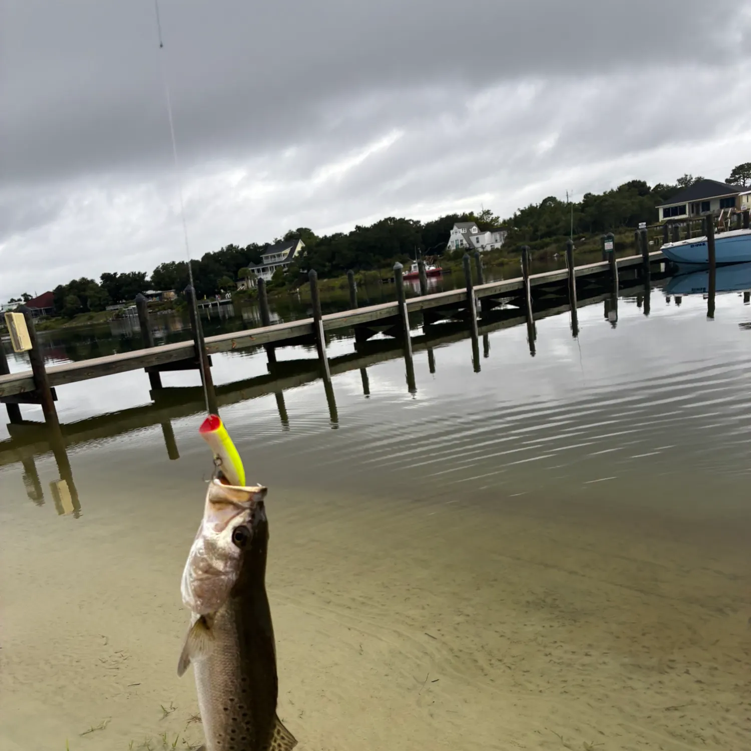 Spotted seatrout caught on Fishbrain