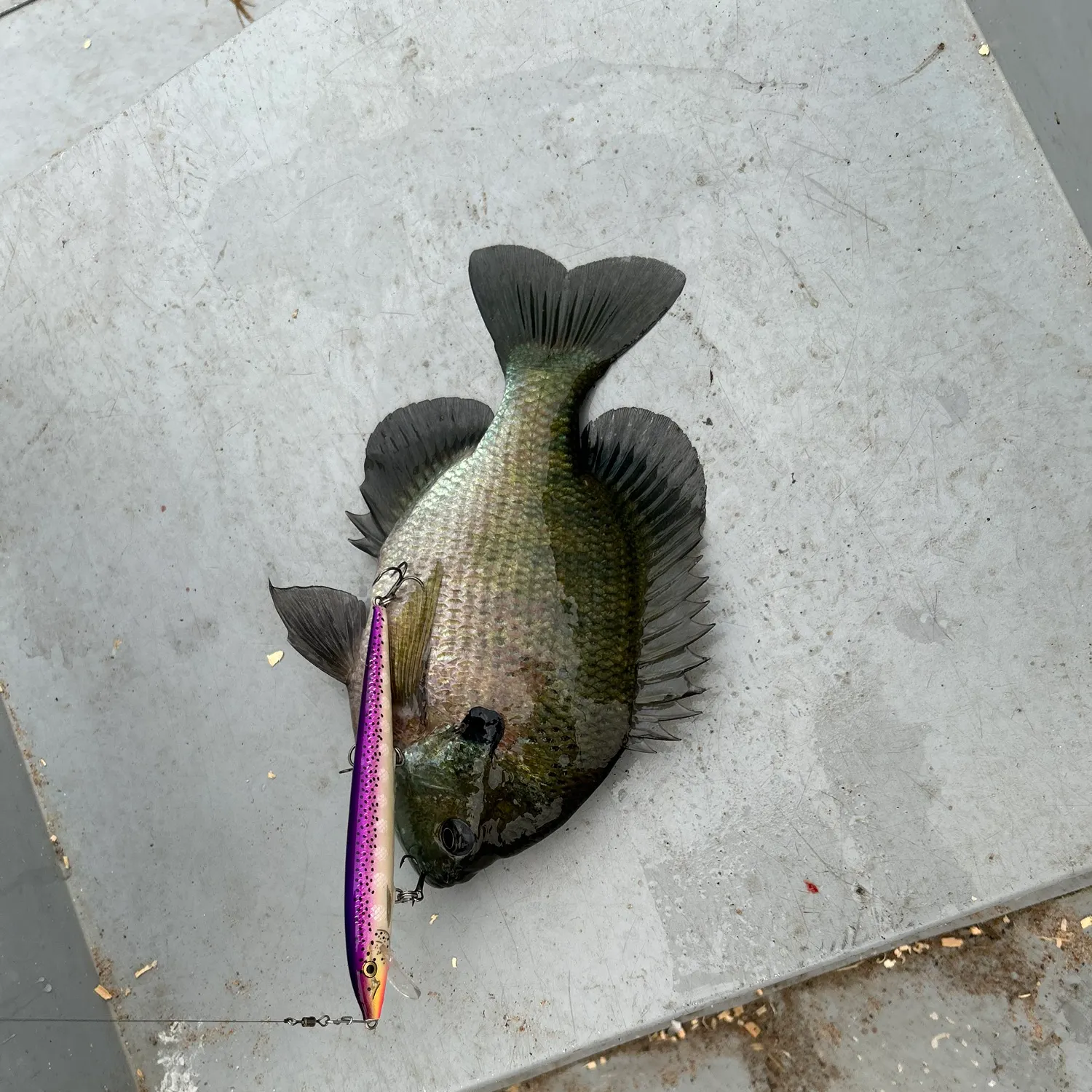 recently logged catches