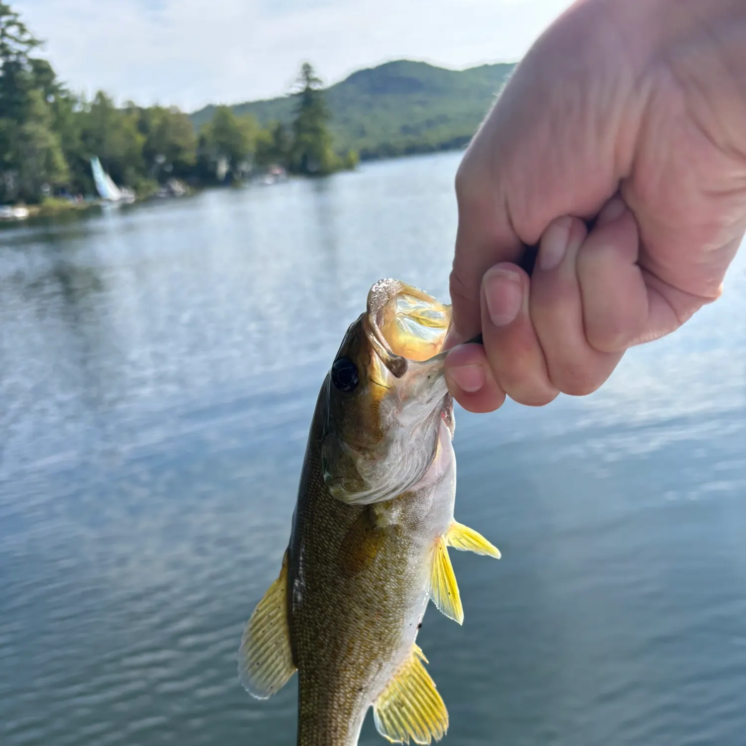 Smallmouth bass caught on Fishbrain