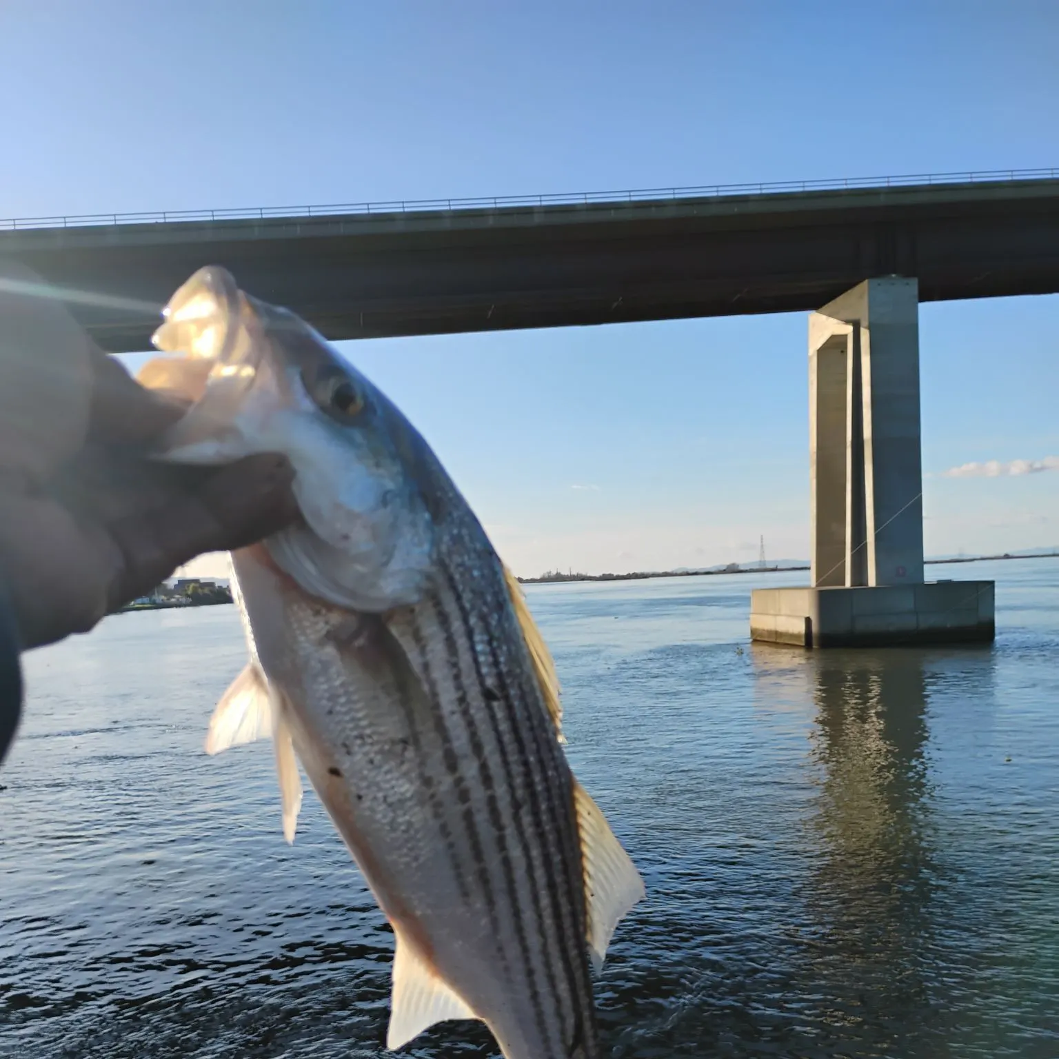 The most recent Striped bass catches on Fishbrain