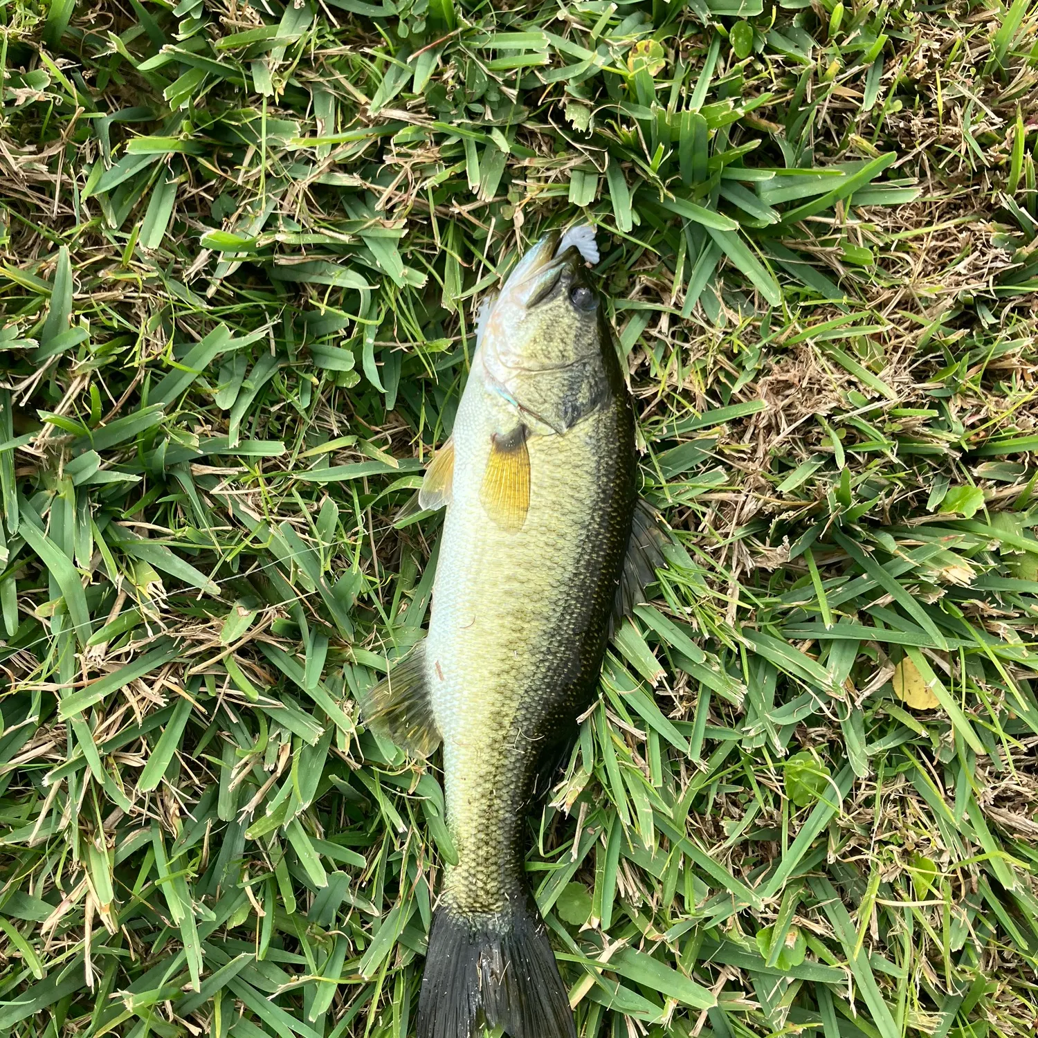 The most recent Florida bass catches on Fishbrain