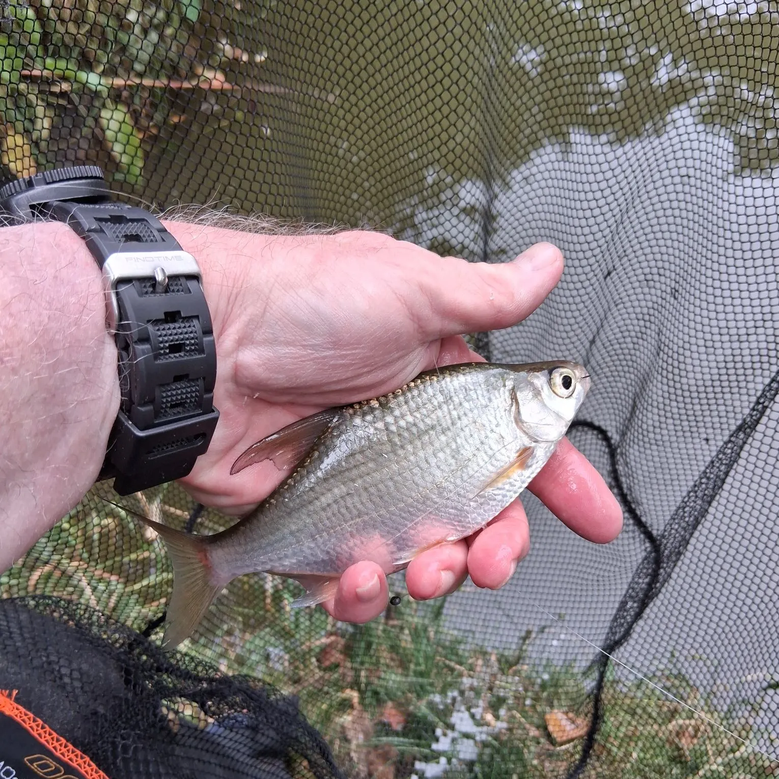 Common bream caught on Fishbrain