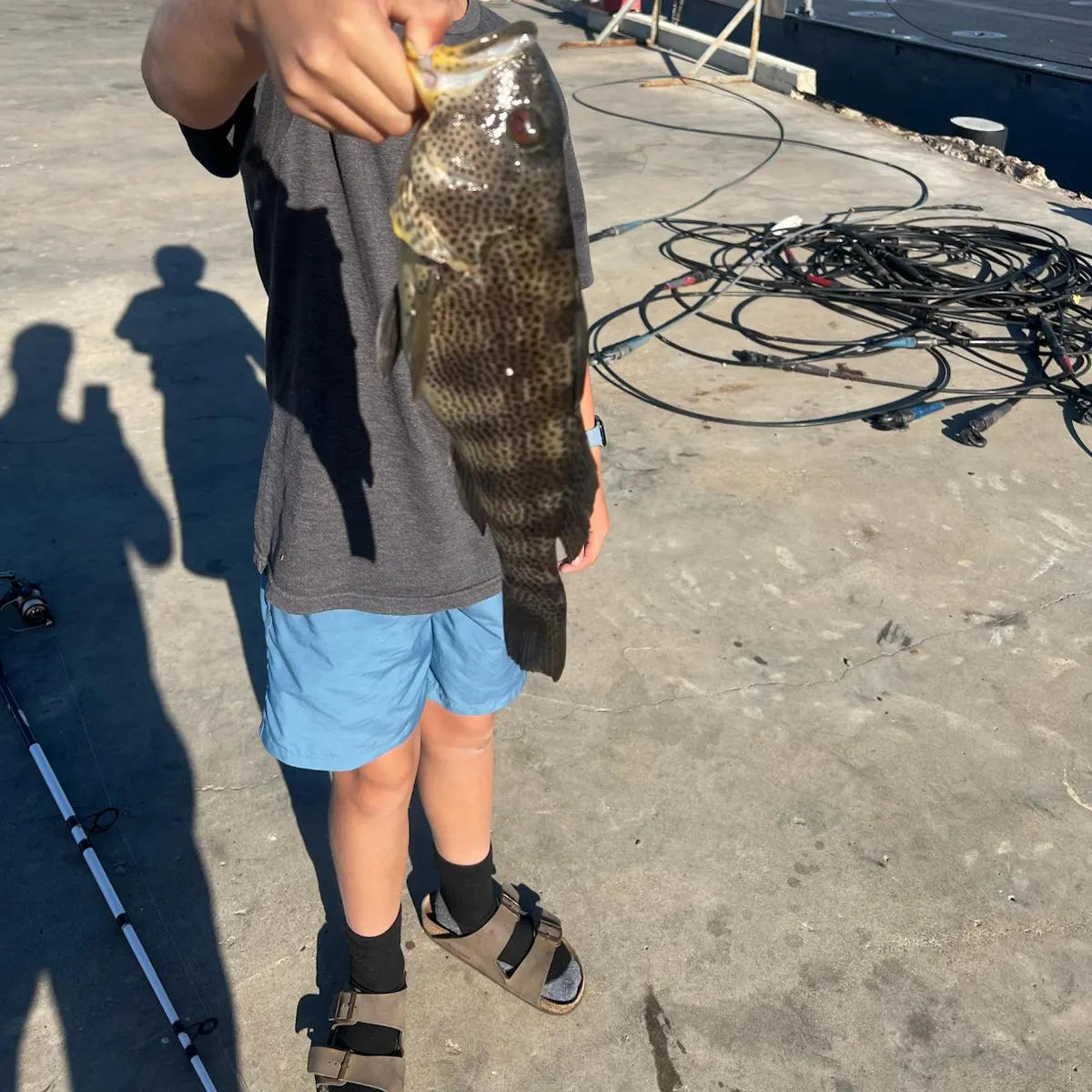 The most recent Spotted sand bass catches on Fishbrain