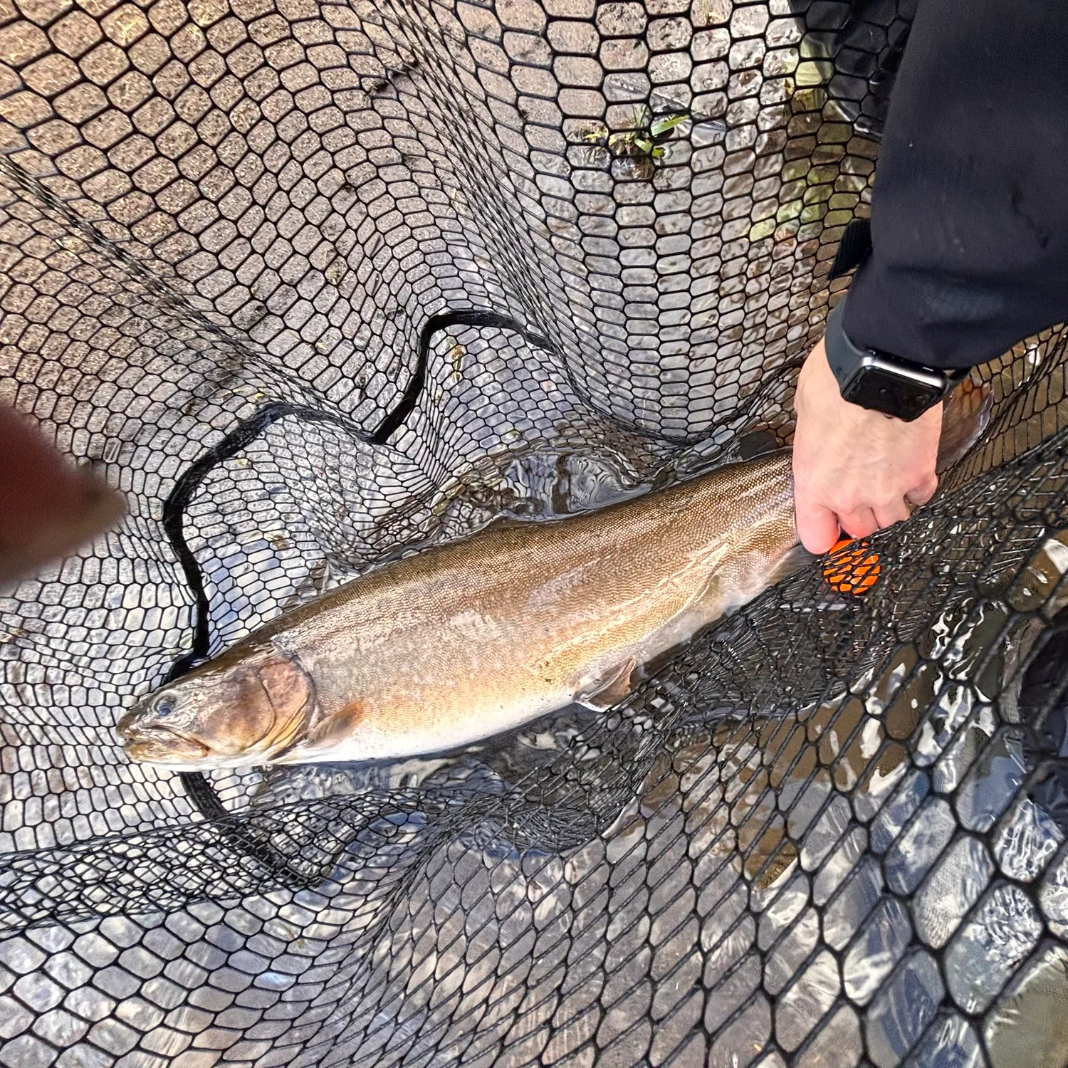 The most recent Bull trout catches on Fishbrain