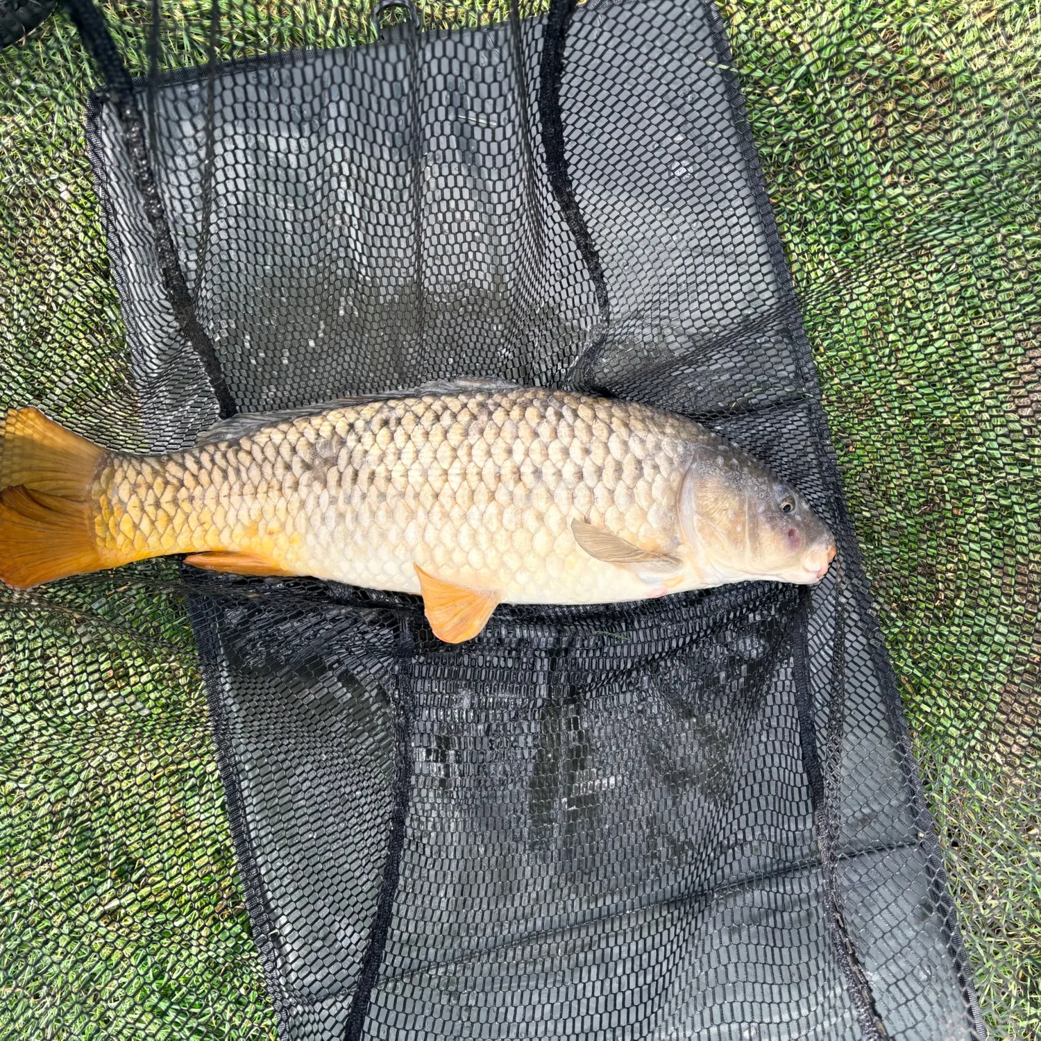Common carp caught on Fishbrain