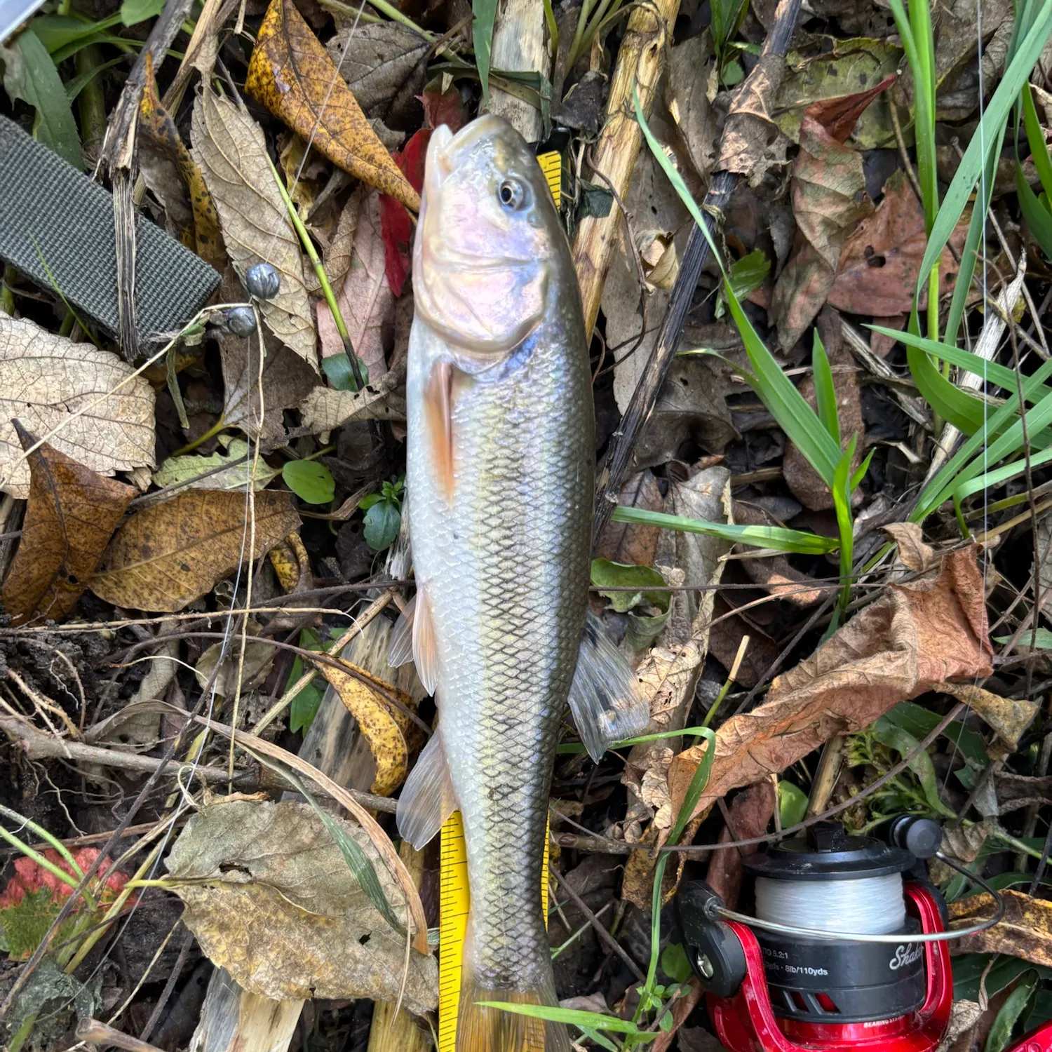 Creek chub caught on Fishbrain