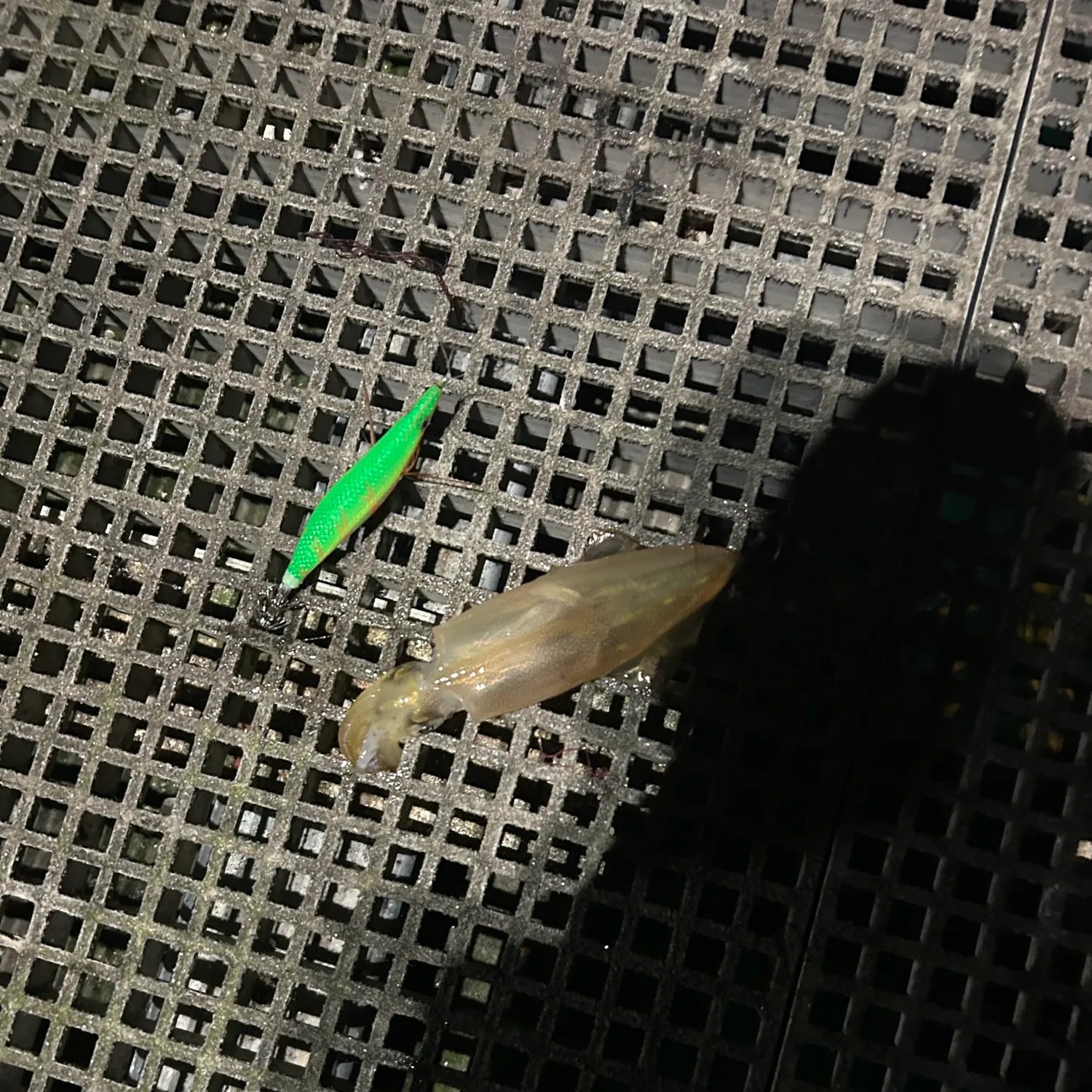 The most recent Market squid catches on Fishbrain