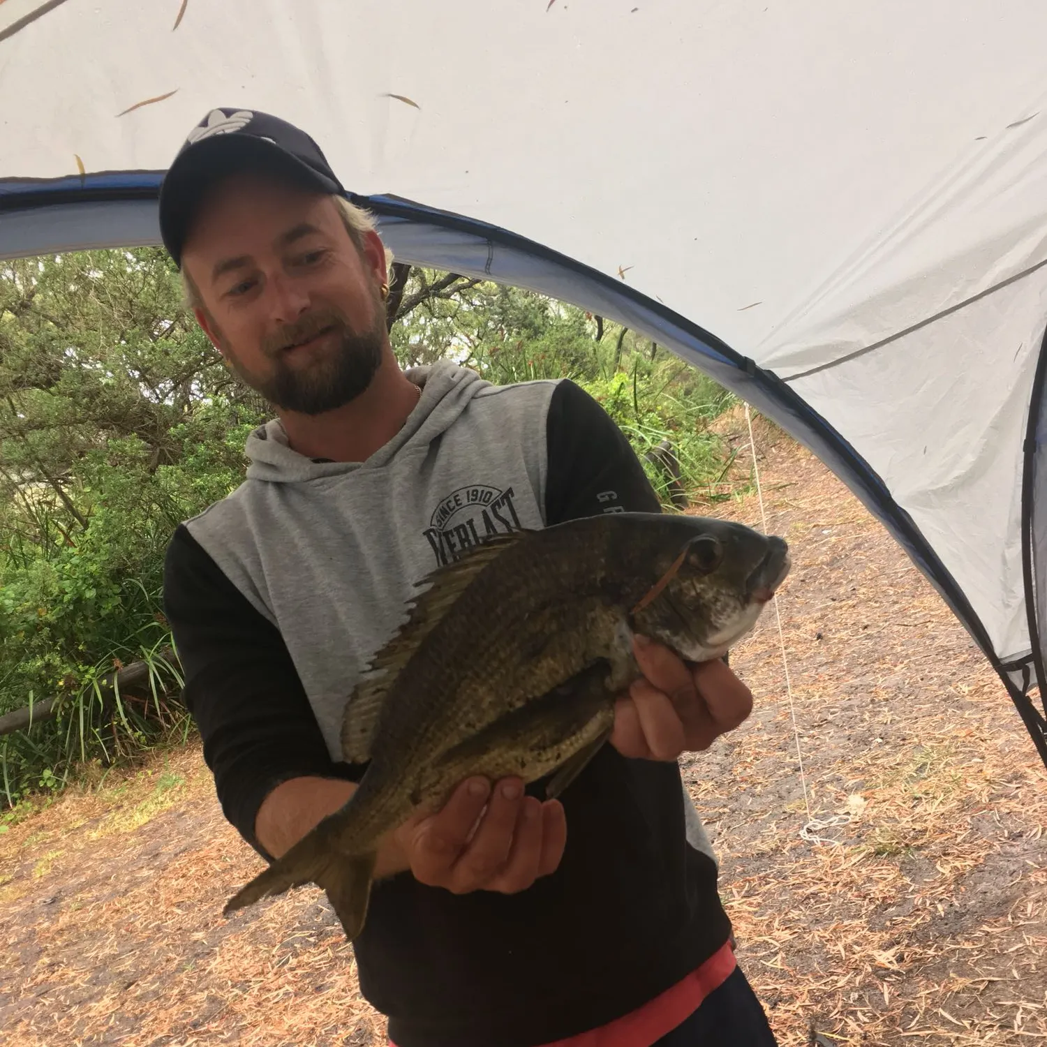 Southern black bream caught on Fishbrain