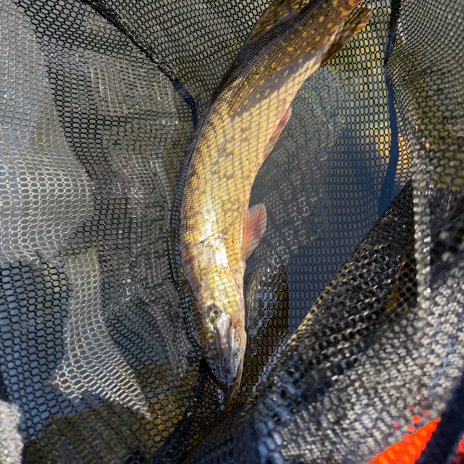 Northern pike caught on Fishbrain