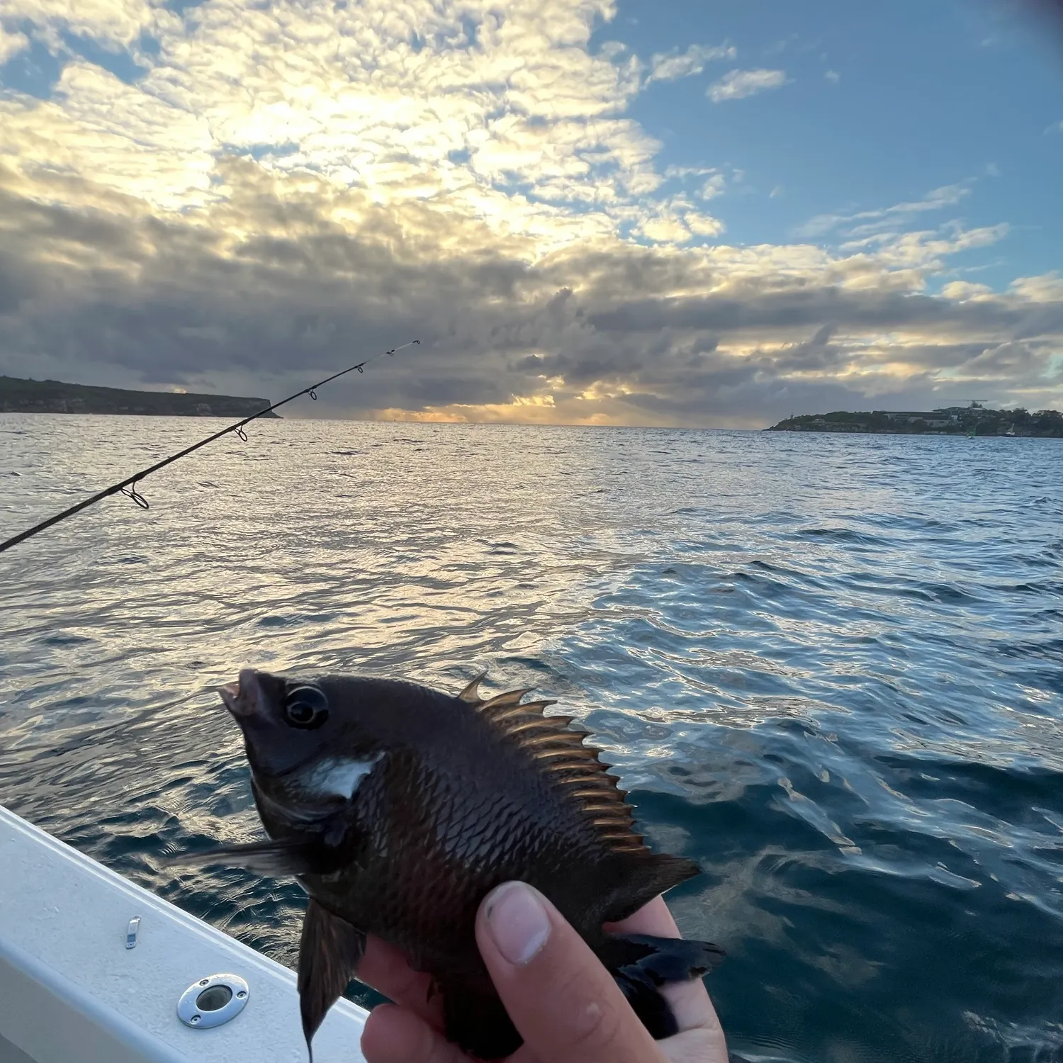 Luderick caught on Fishbrain