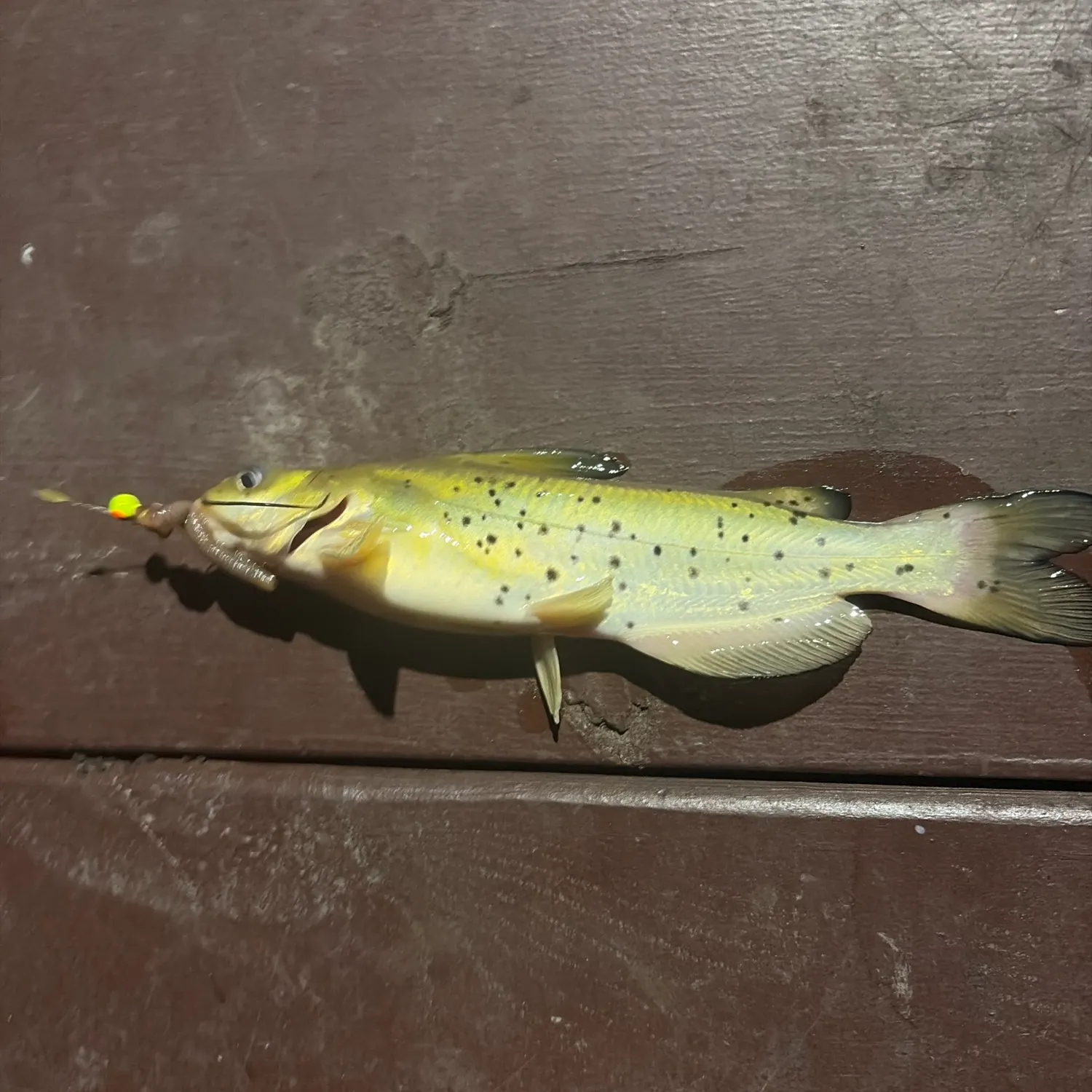 The most recent Spotted bullhead catches on Fishbrain