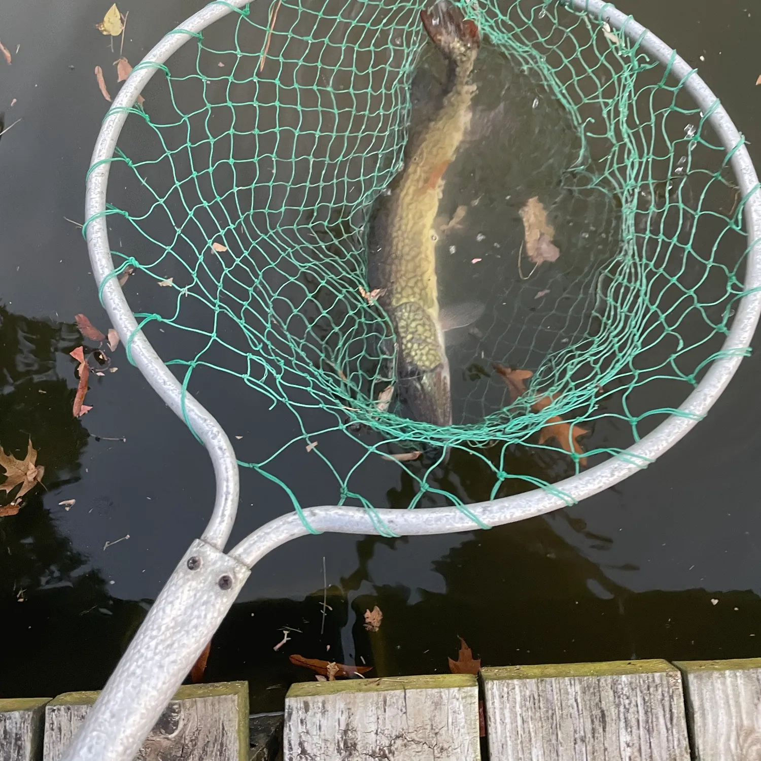 Chain pickerel caught on Fishbrain