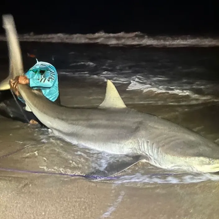 The most recent Bull shark catches on Fishbrain