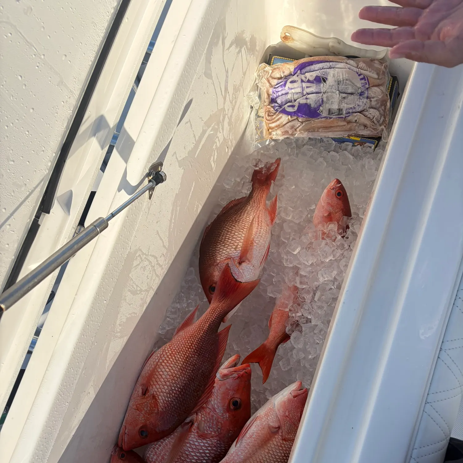 The most recent Atlantic bluefin tuna catches on Fishbrain